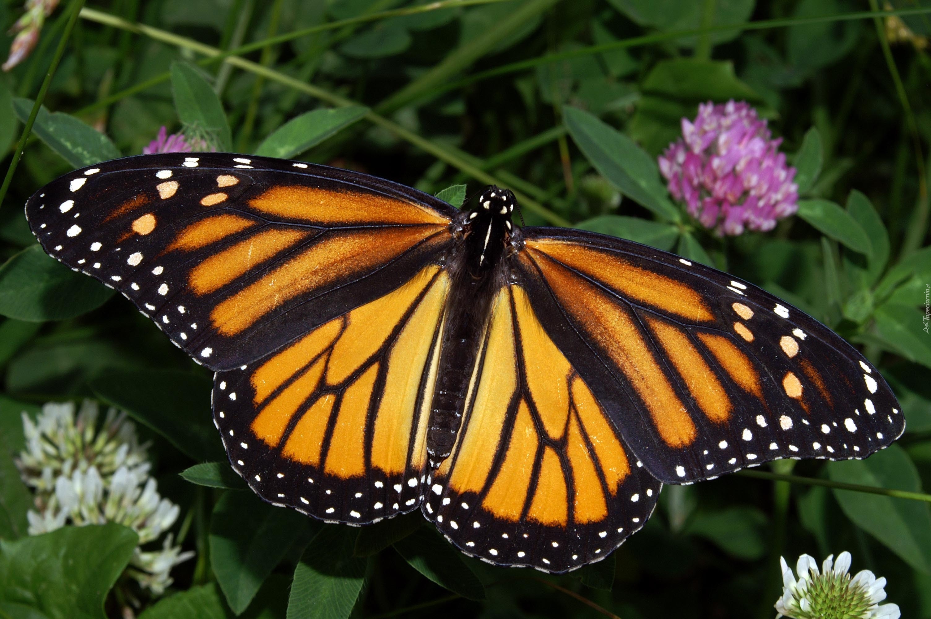 Motyl, Monarch, Kwiaty