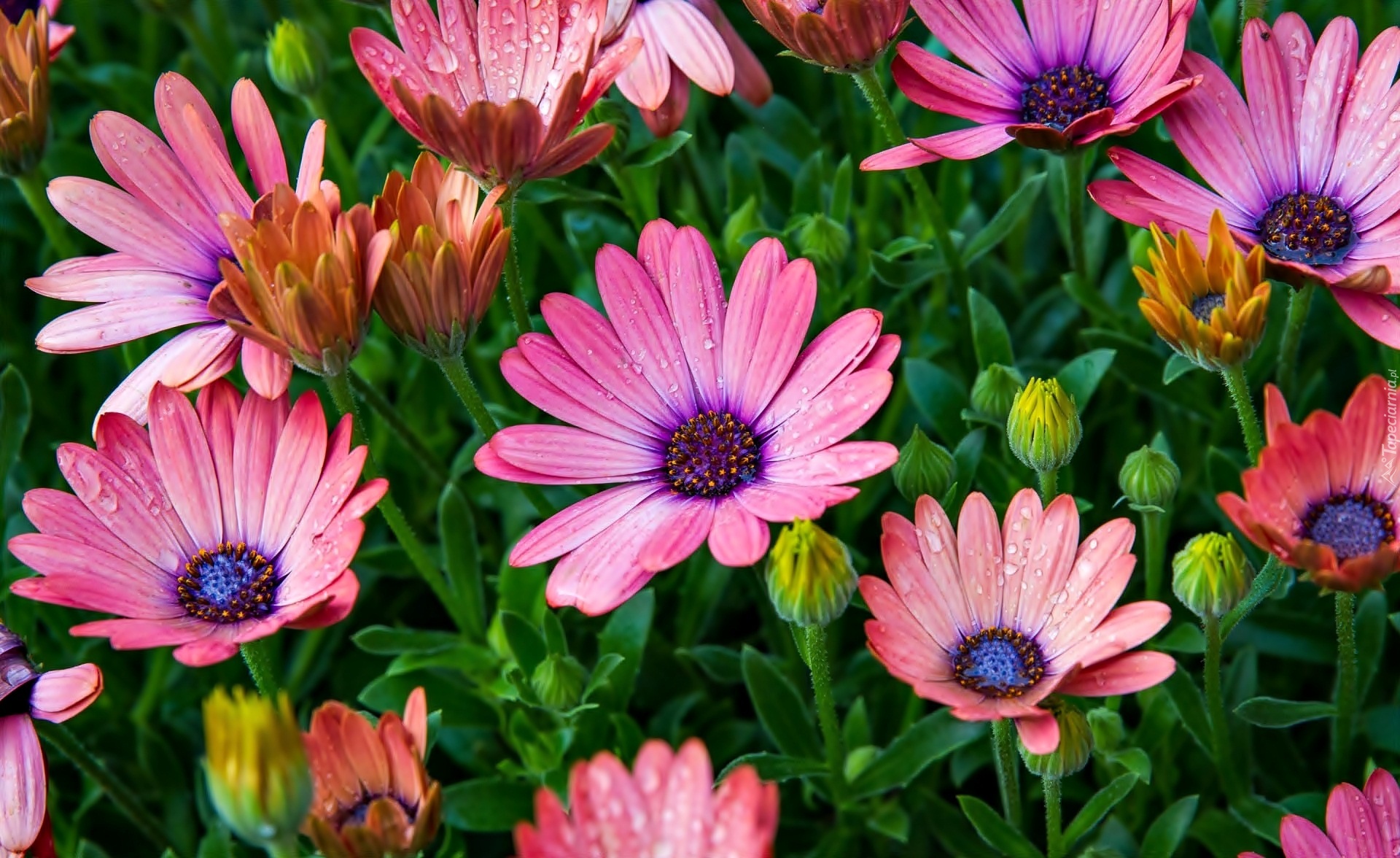 Kolorowe, Kwiaty, Osteospermum, Pąki, Stokrotka, Afrykańska, Krople