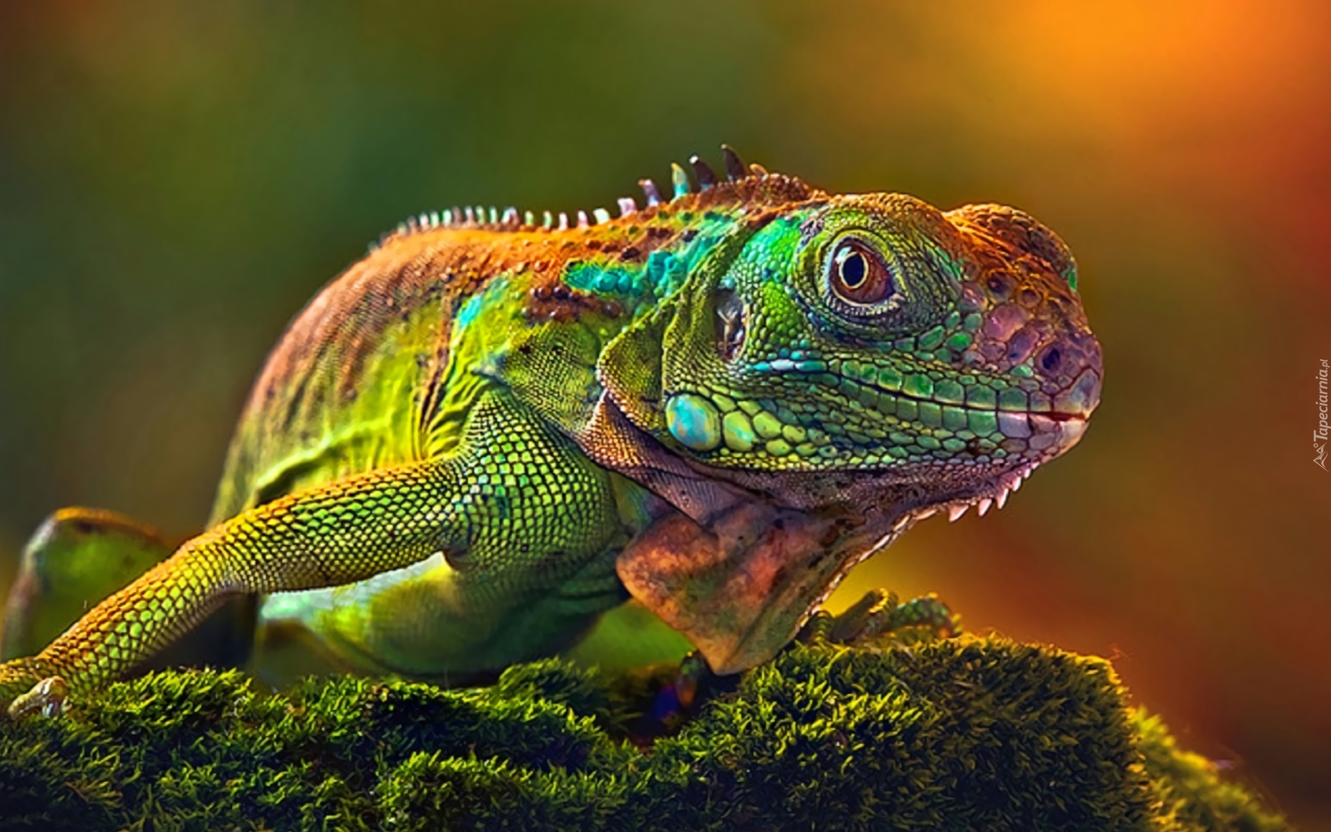 Barwna, Iguana