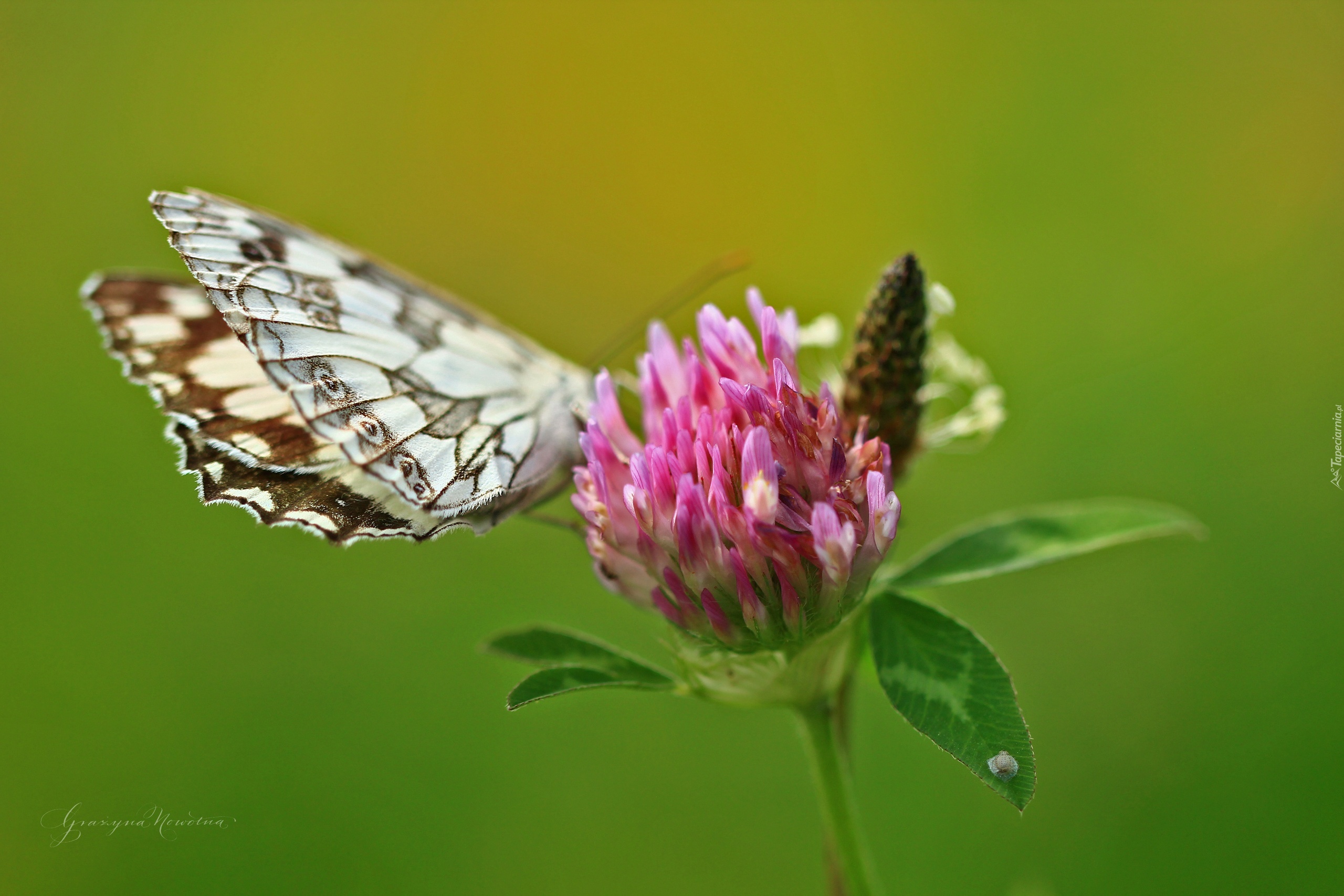 Motyl, Polowiec Szachownica, Koniczyna, Różowa