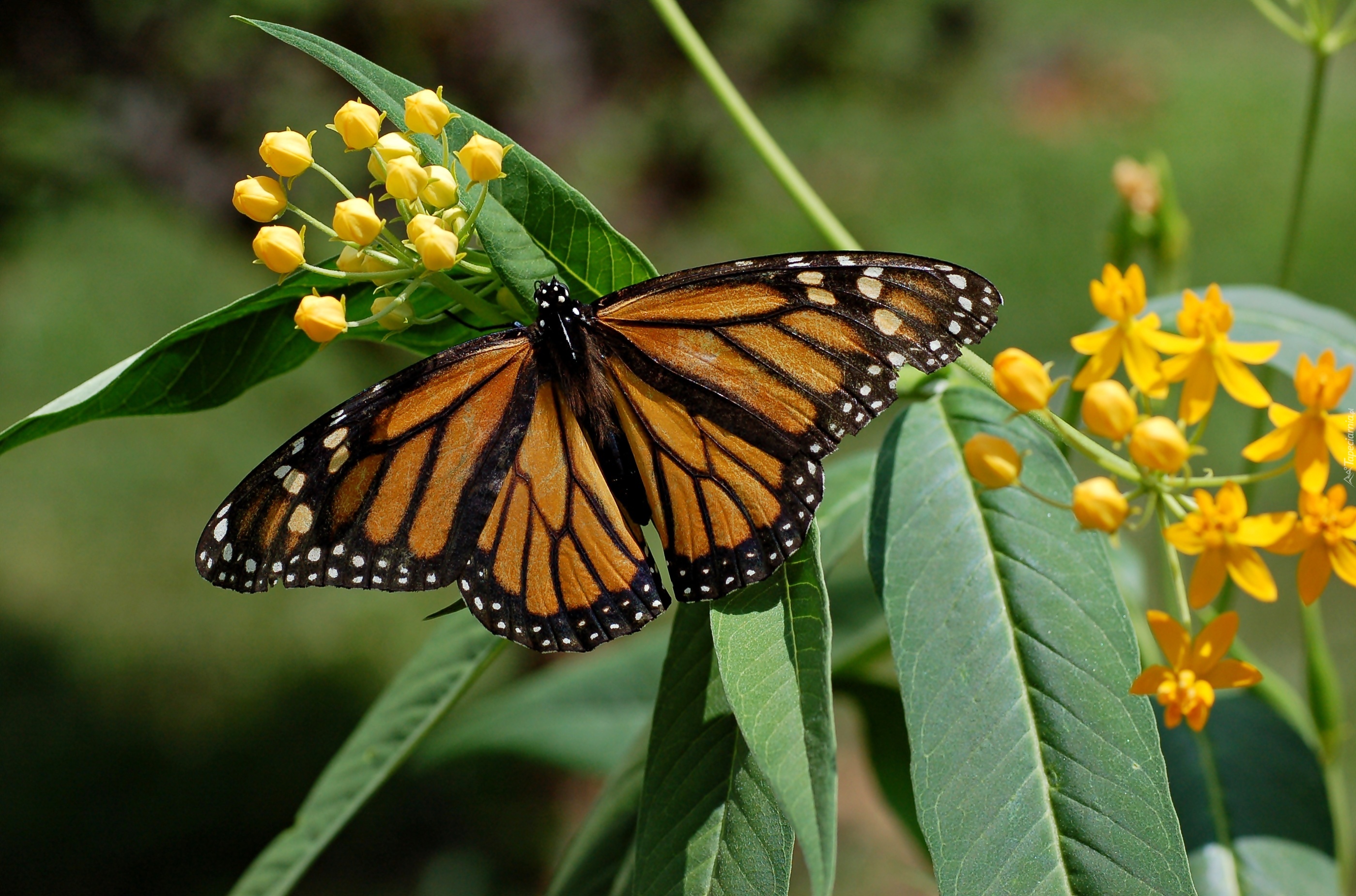 Motyl, Monarch, Liście, Kwiaty