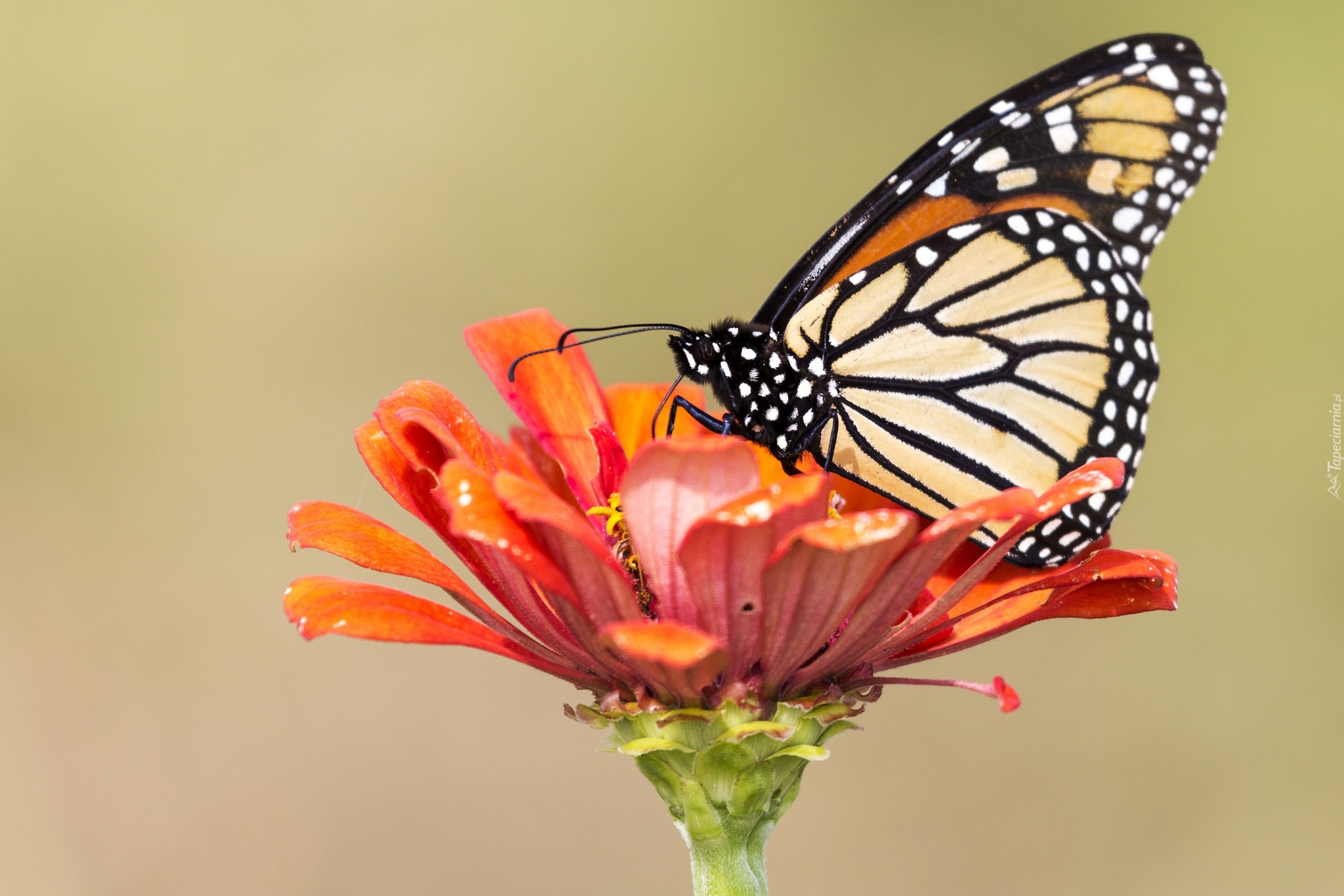 Motyl, Monarch, Kwiat