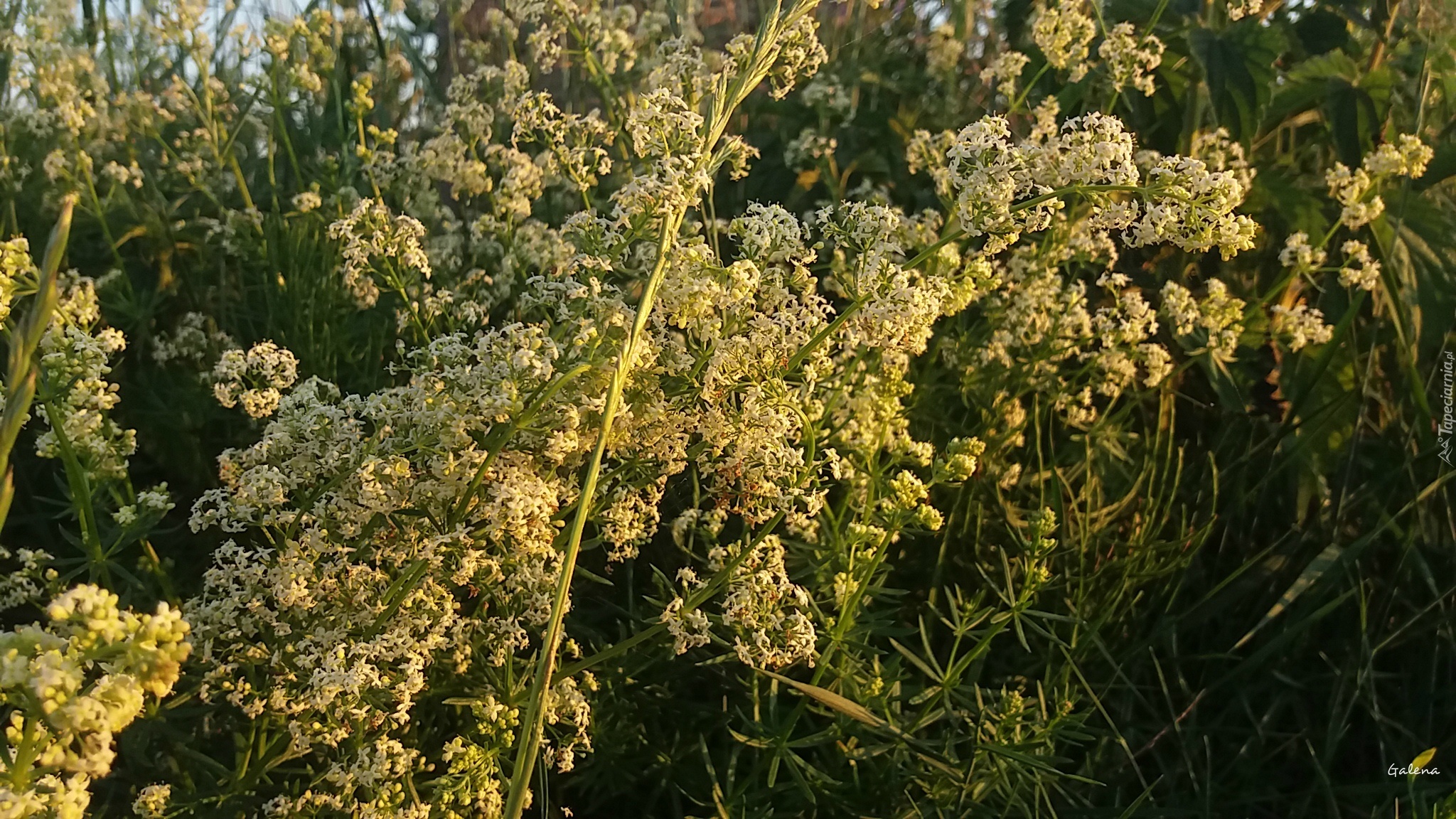 Białe, Kwiaty