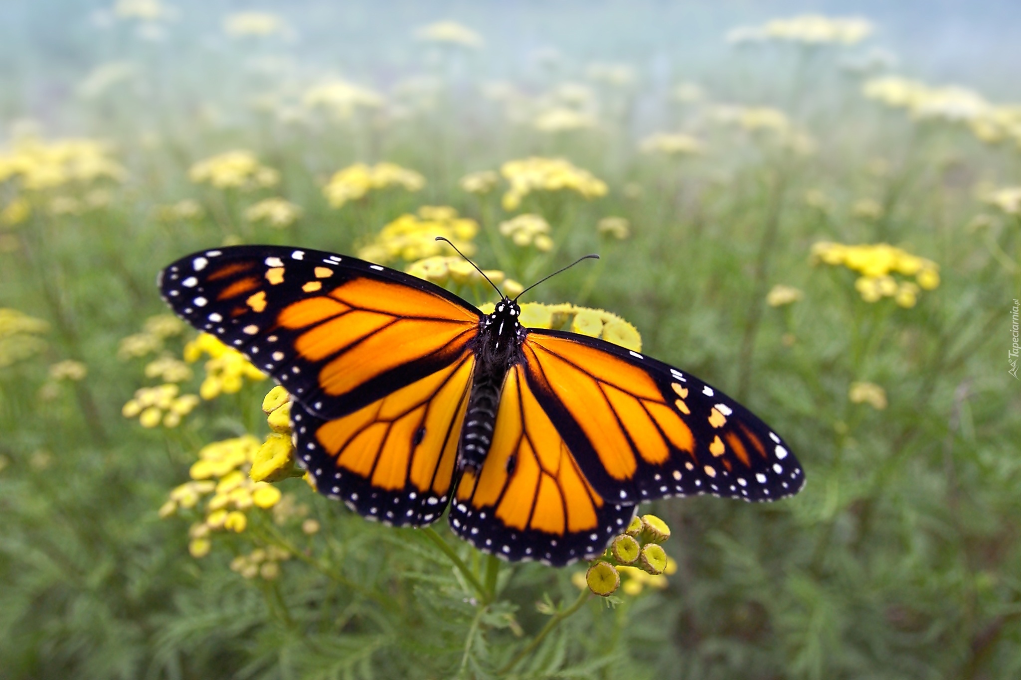 Motyl, Monarch, Kwiaty