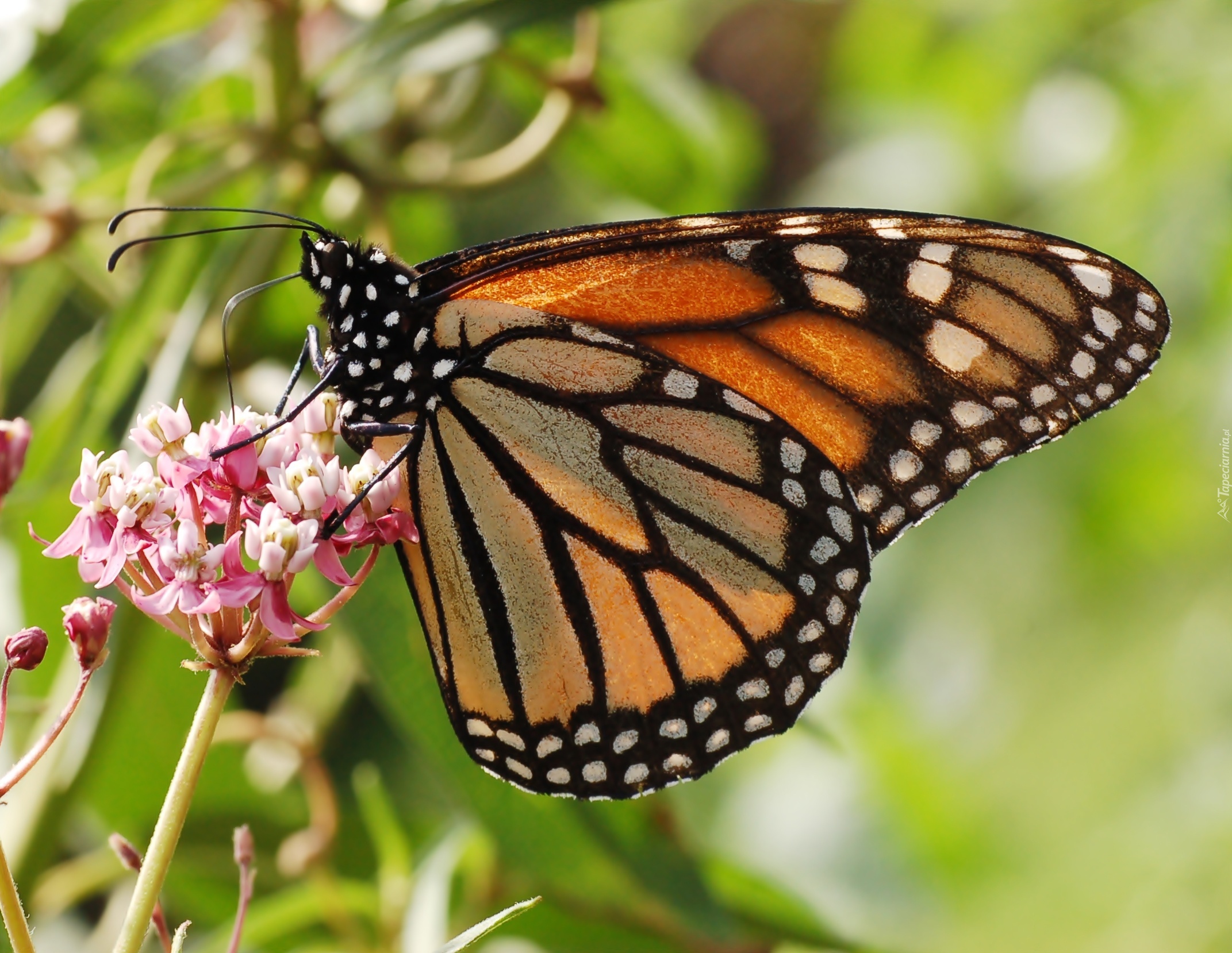 Motyl, Monarch, Kwiaty