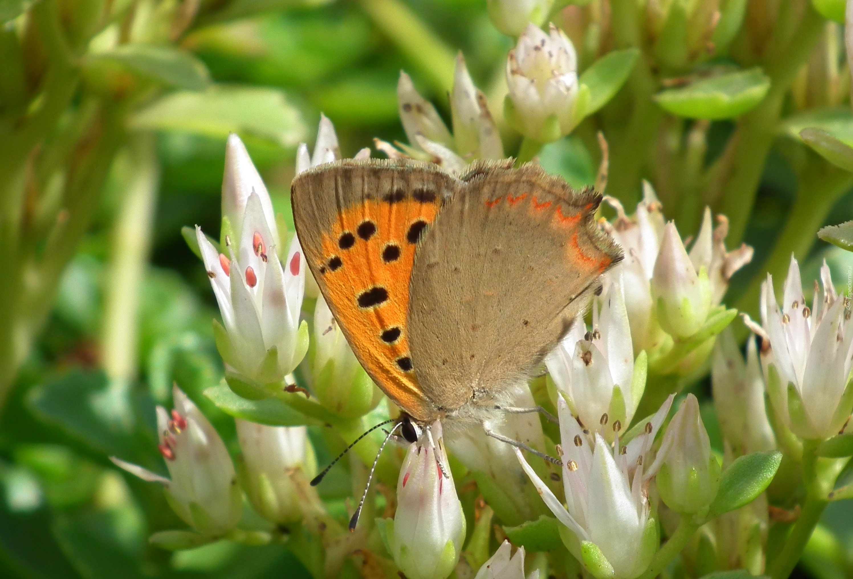 Motyl, Przestrojnik, Kwiaty