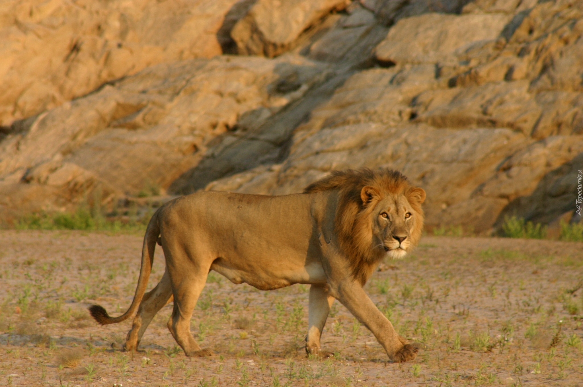 Lew, Pustynny, Grzywa, Namib