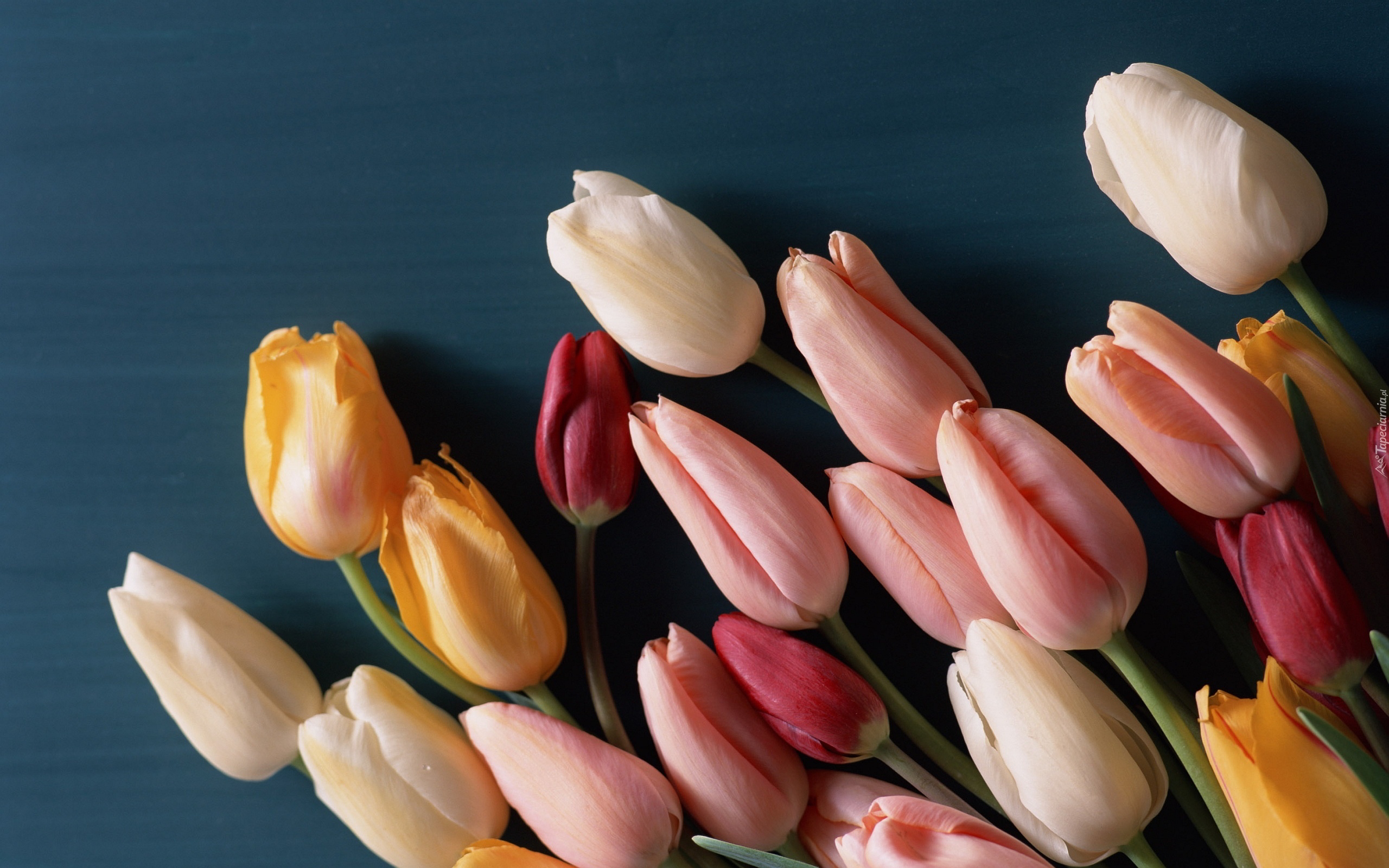 Tulipany, Kolorowe, Niebieskie, Tło