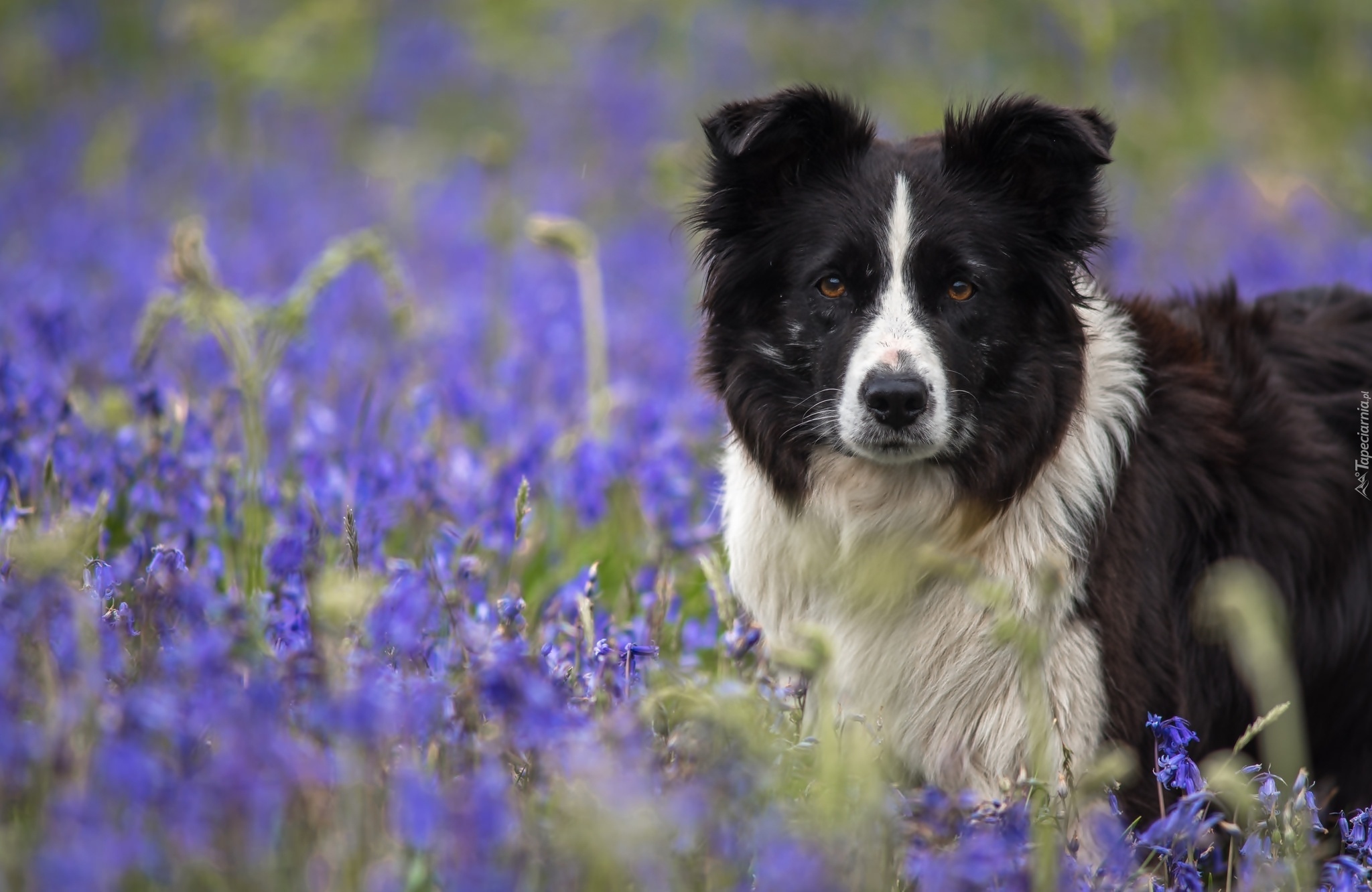 Pies, Border, Collie, Łąka, Kwiaty, Dzwonki