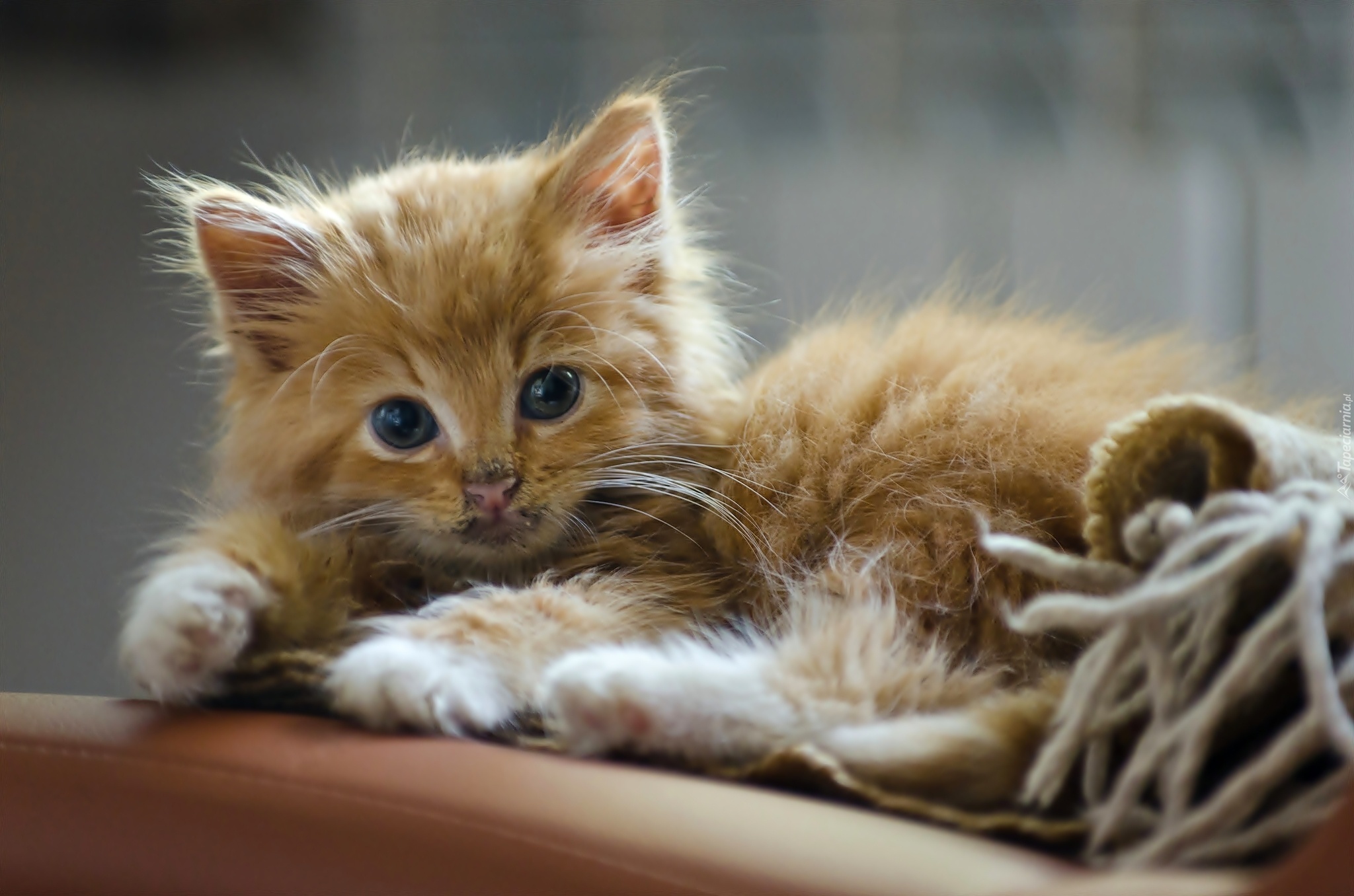 Mały, Słodki, Kotek, Maine coon