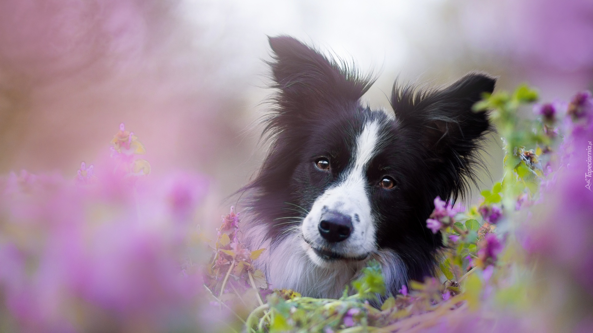 Pies, Border, Collie, Kwiaty