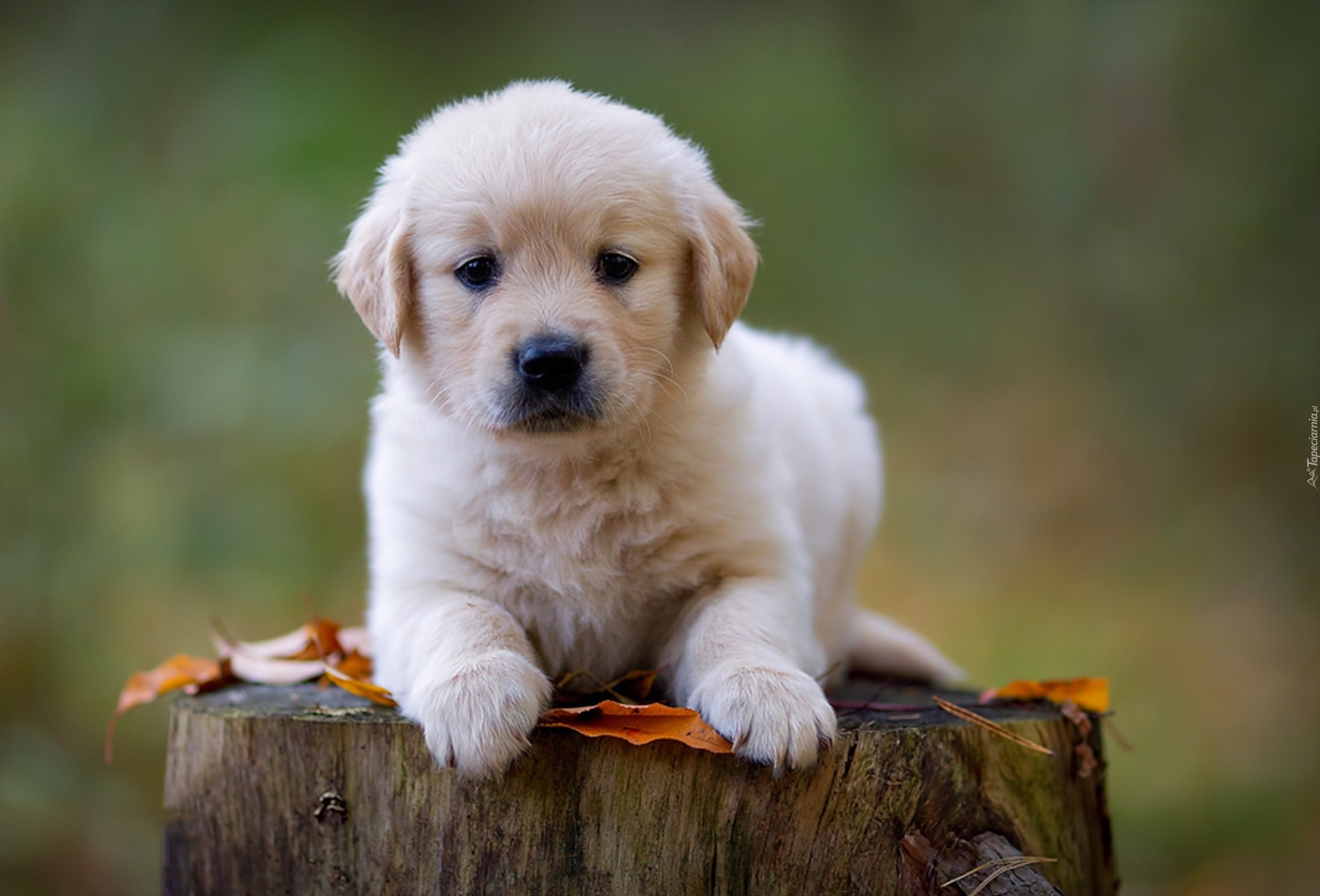 Słodki, Szczeniaczek, Golden, Retriever, Pień, Drzewa, Liście