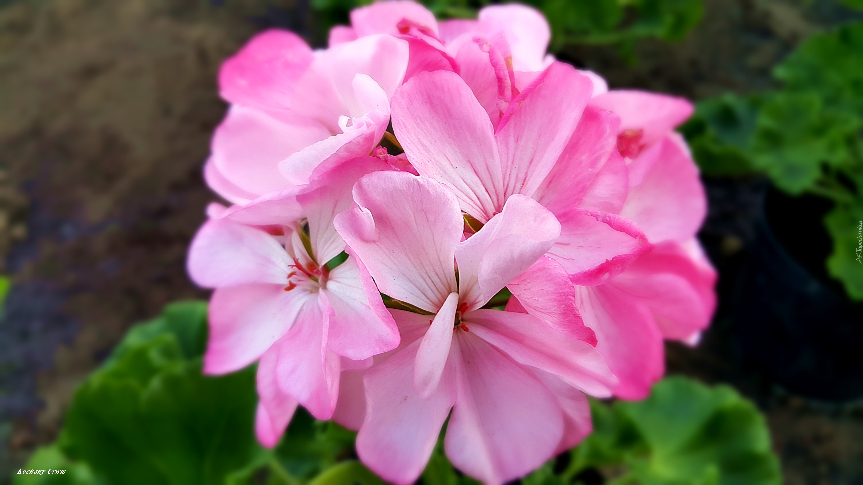 Różowa, Pelargonia