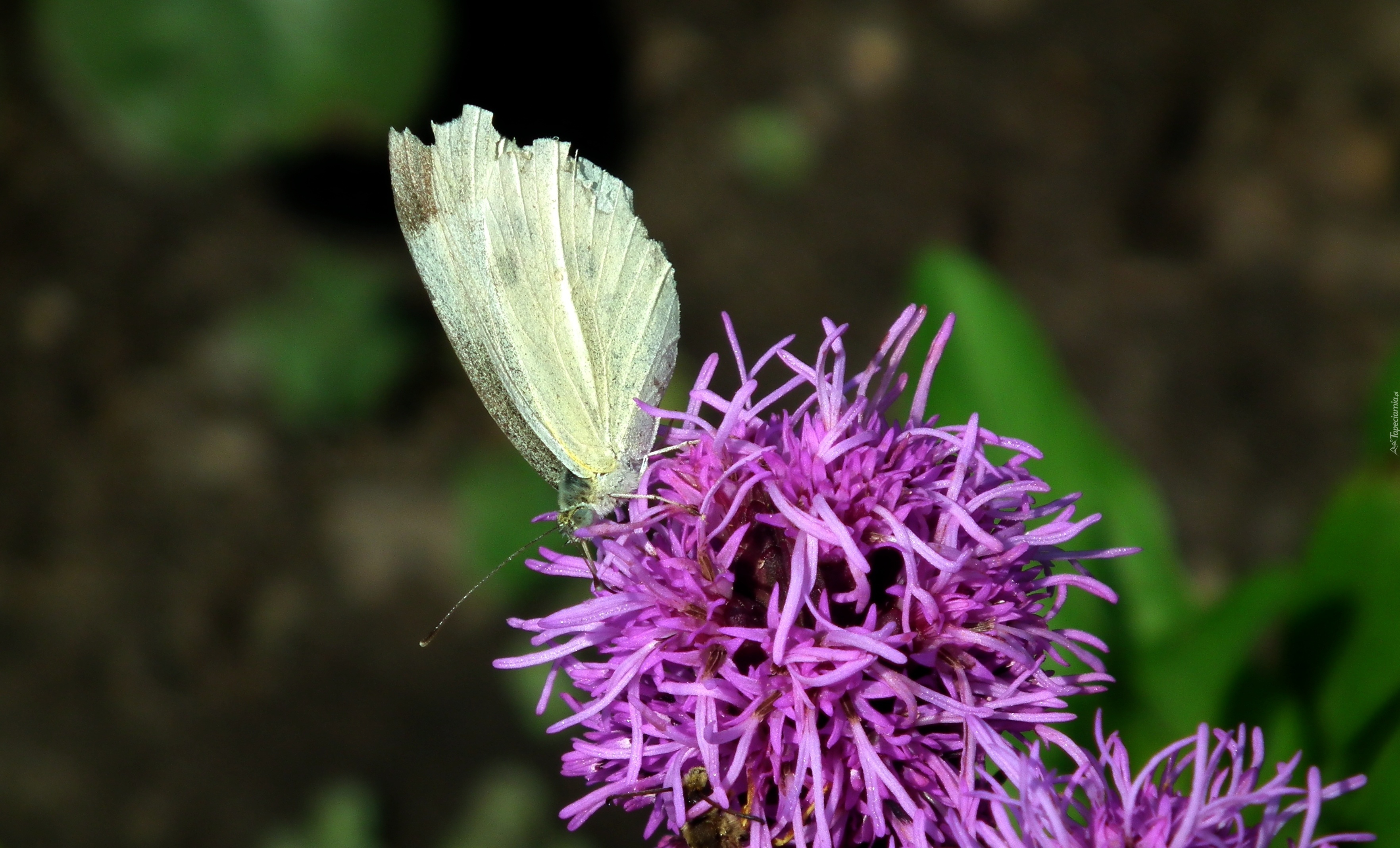 Motyl, Bielinek, Kwiat