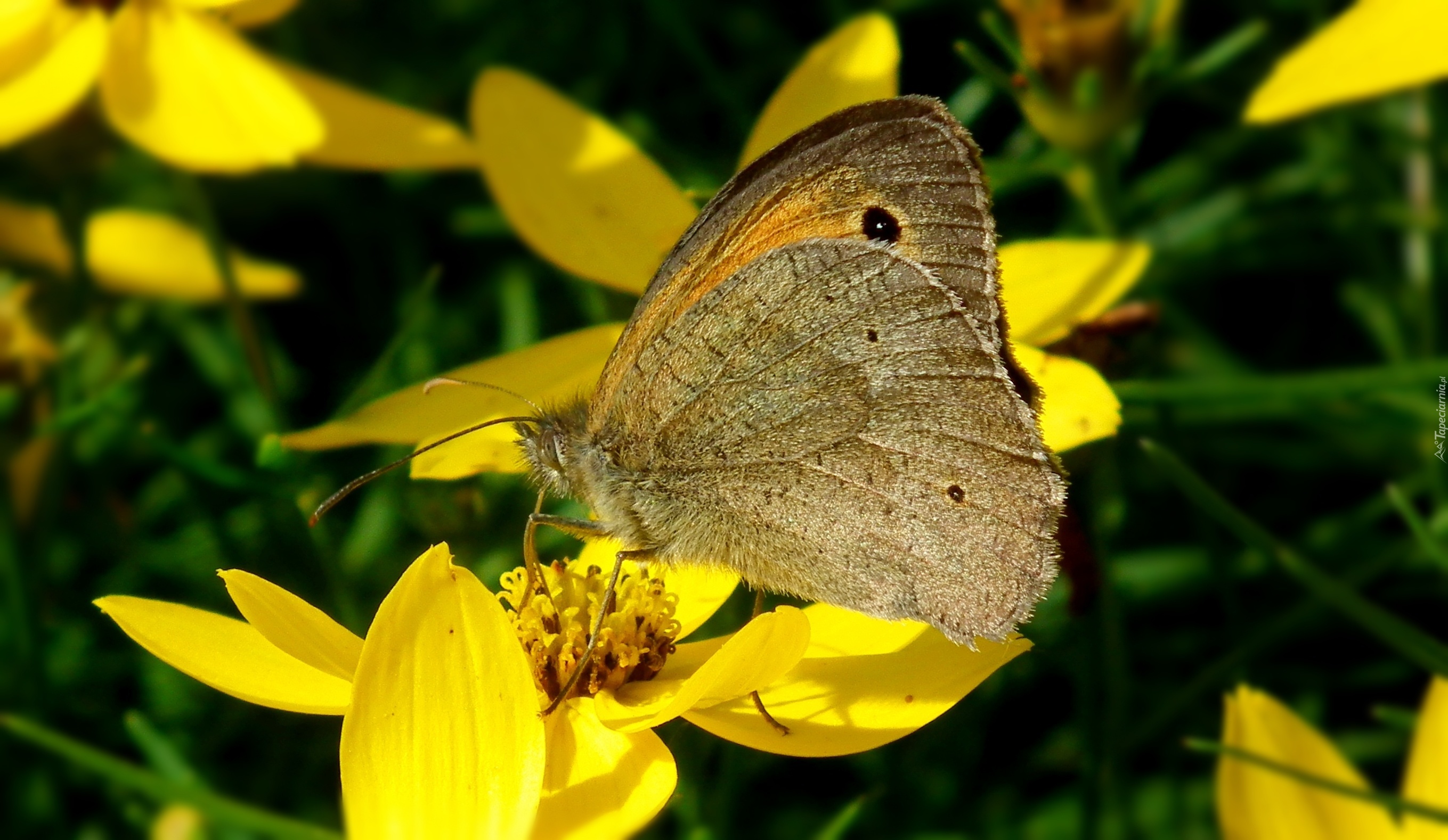 Motyl, Przestrojnik, Jurtina, Kwiaty