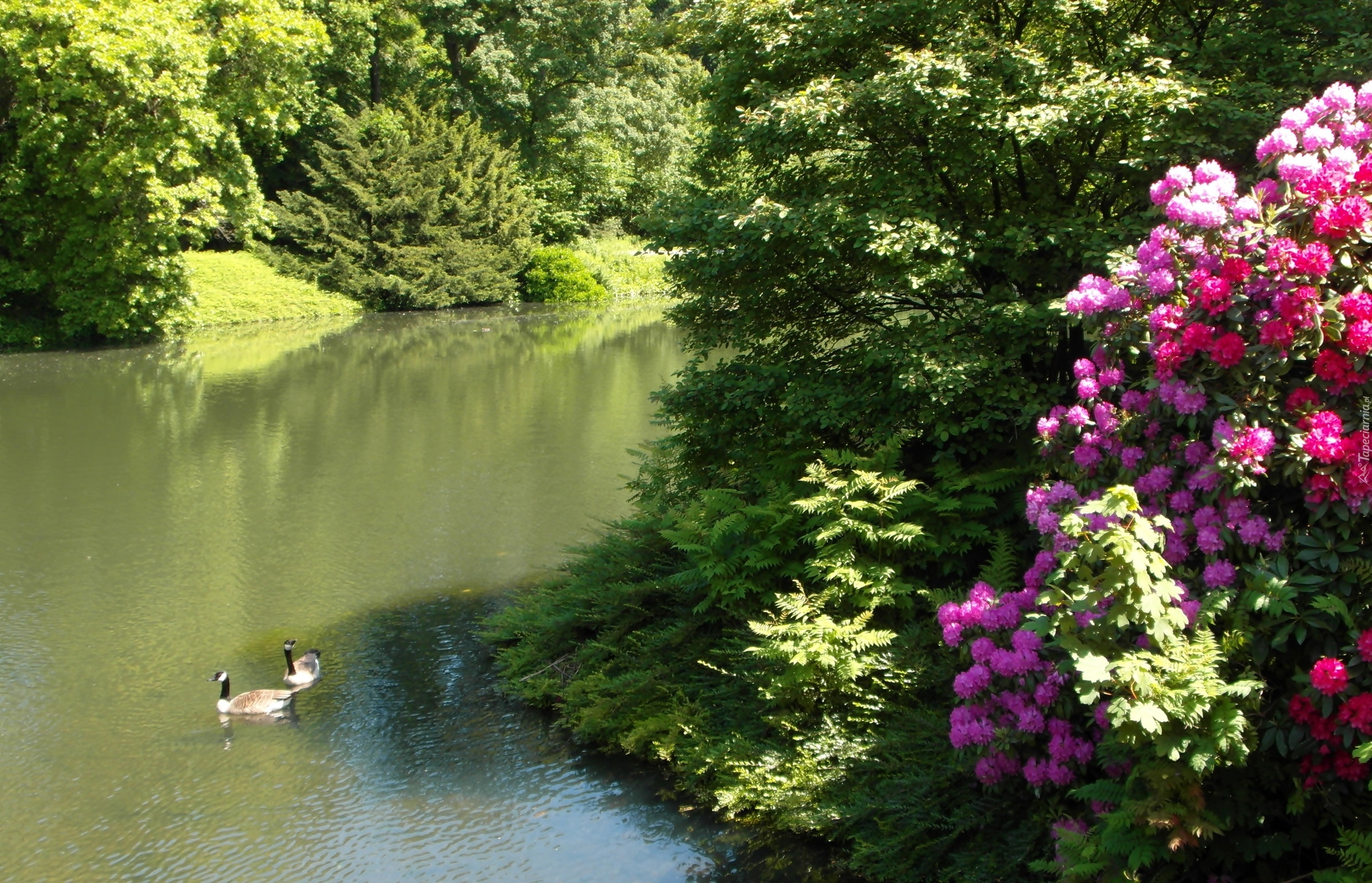 Grugapark,  Essen, Staw, Kaczki, Krzewy, Rododendron, Niemcy