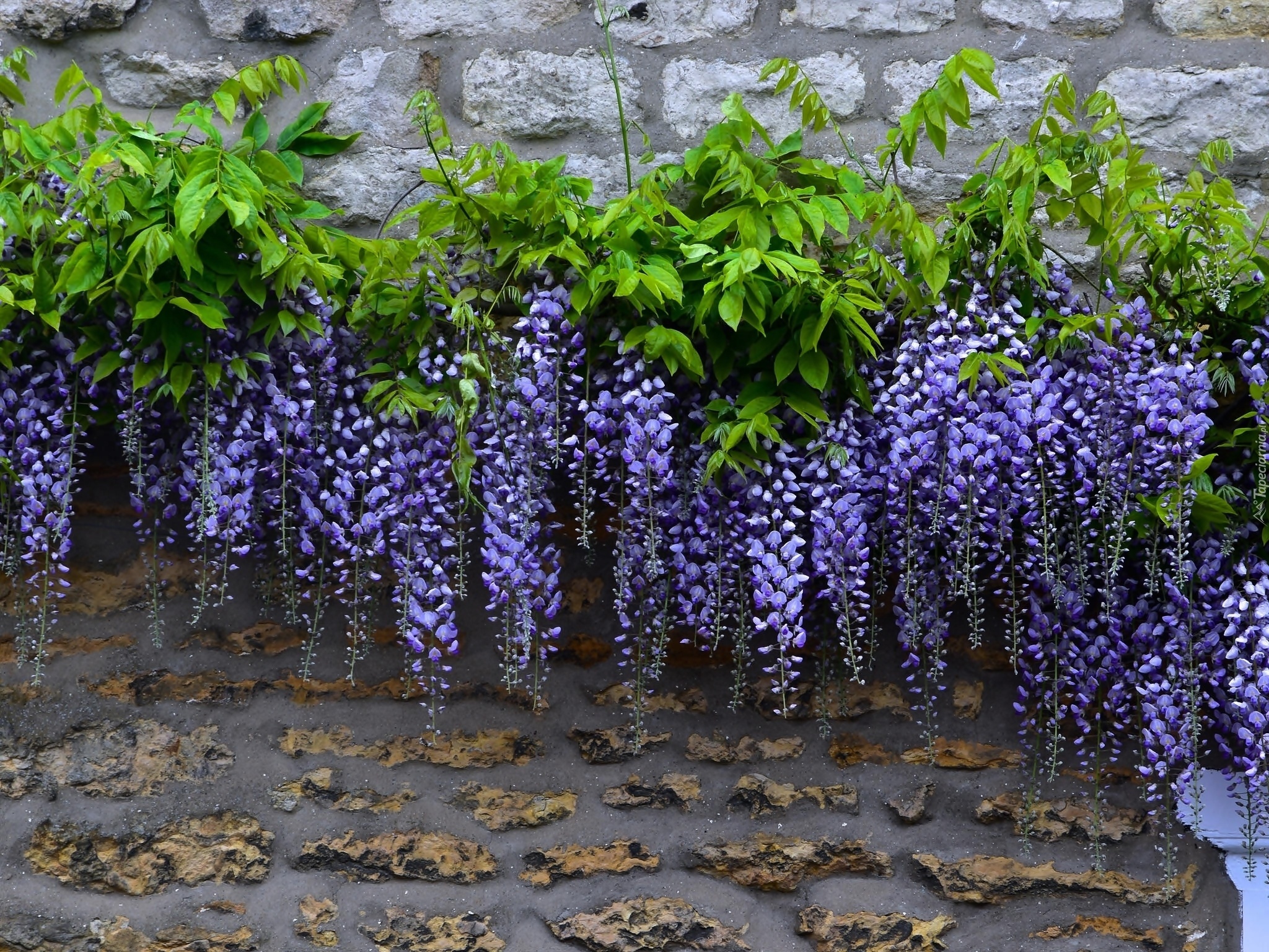 Wisteria, Kwiaty, Liście, Mur