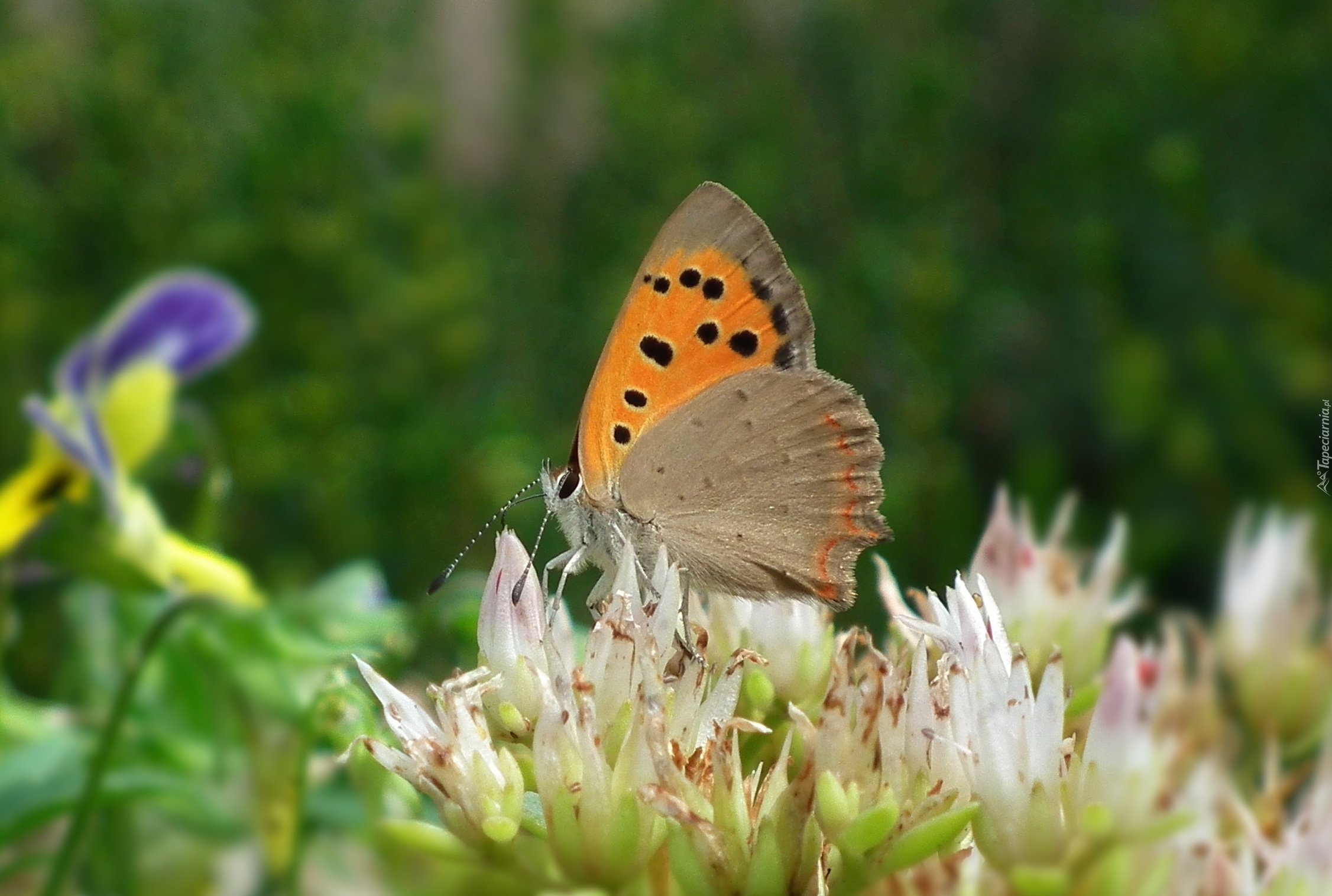 Motyl, Przestrojnik, Kwiaty