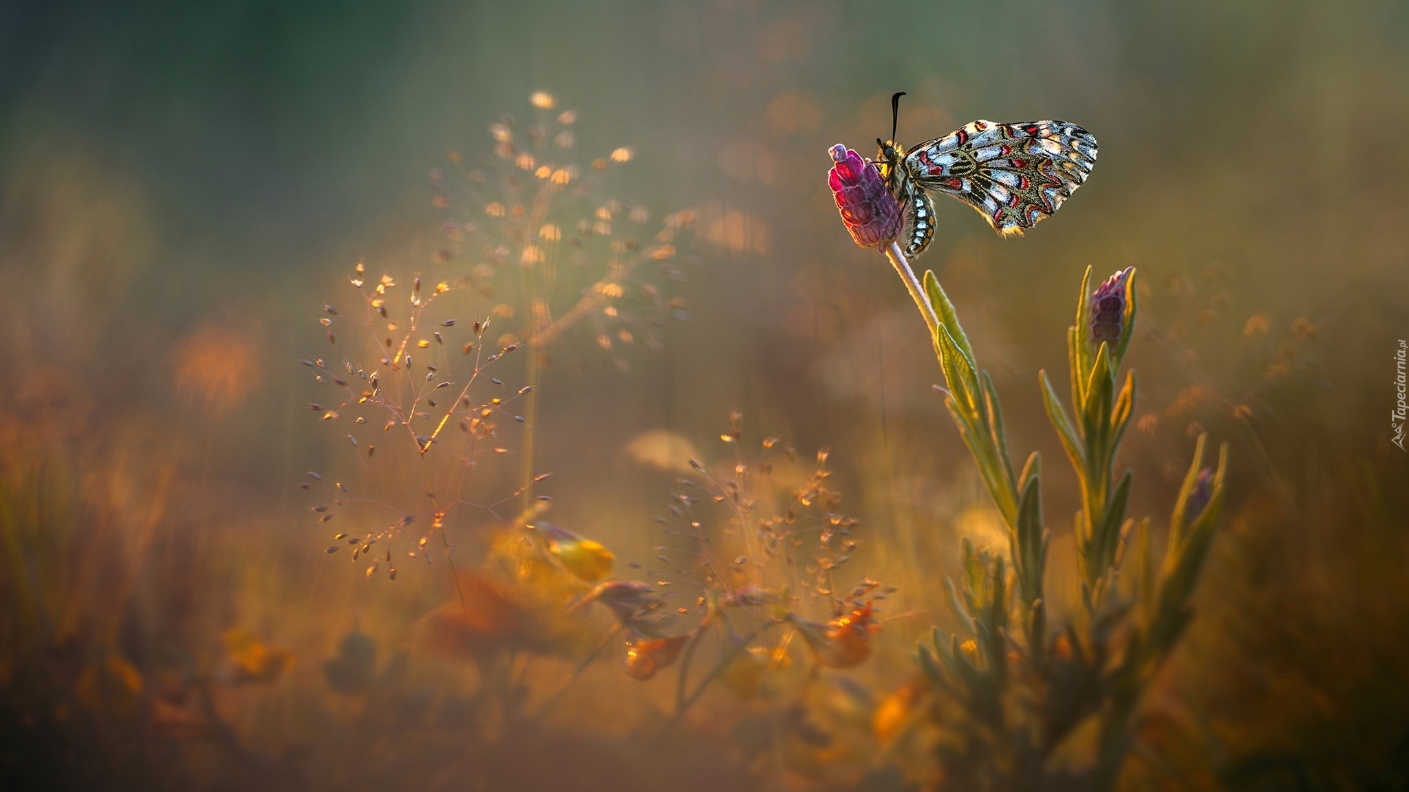 Motyl, Kwiat, Roślinki, Światło