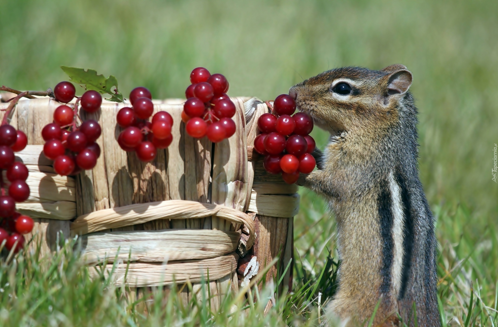 Chipmunk, Koszyk, Jagody, Trawa