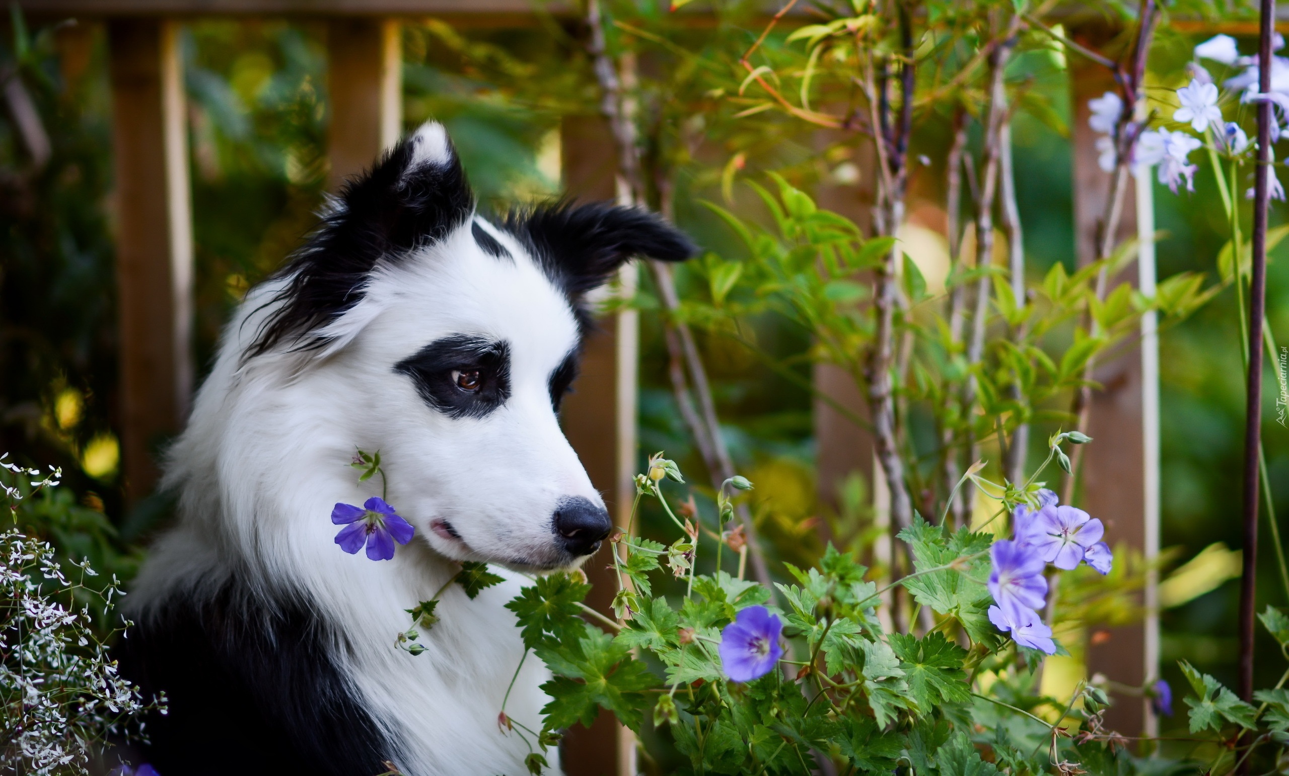Pies, Łatki, Kwiaty