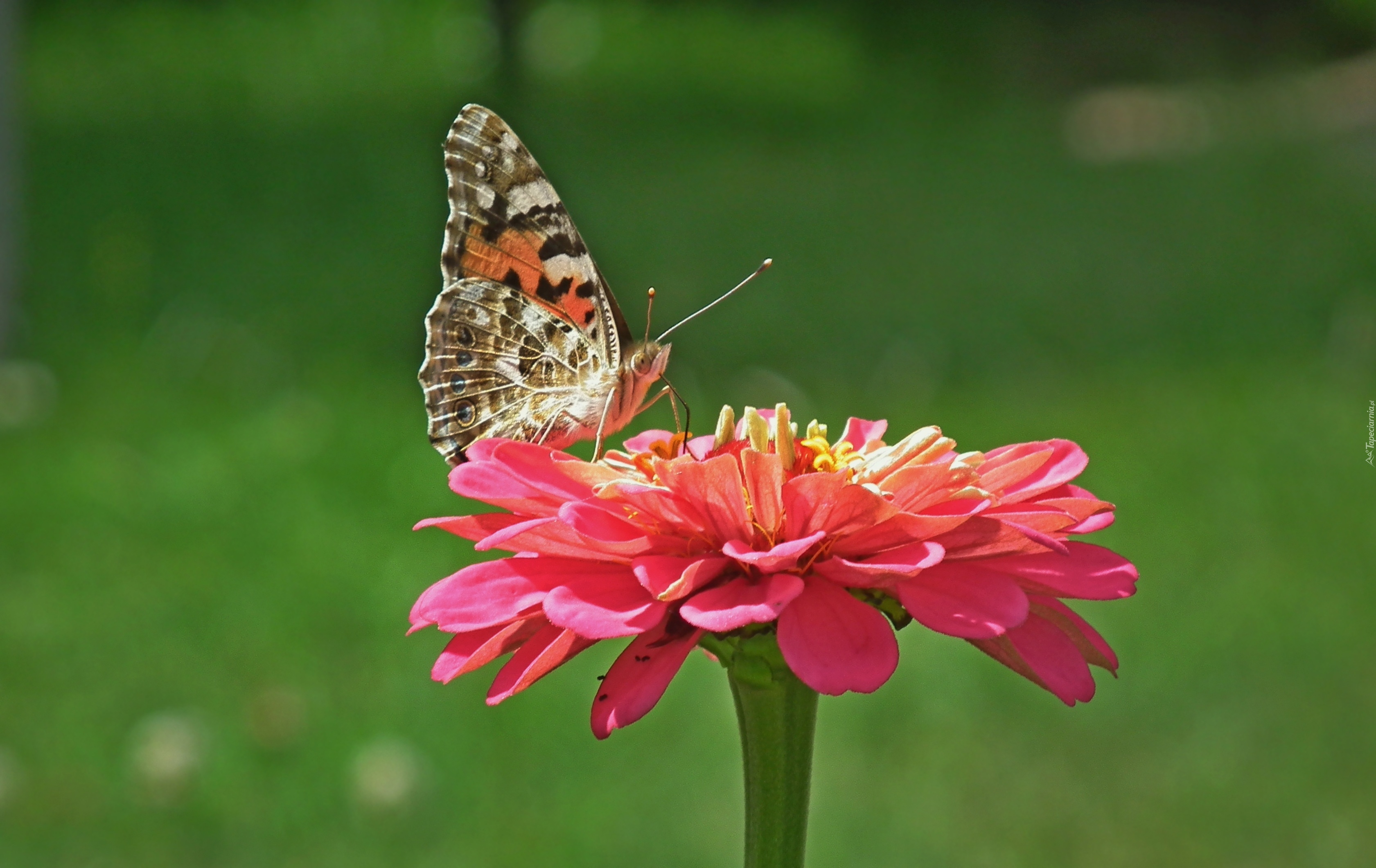 Motyl, Rusałka, Osetnik, Kwiat, Cynia