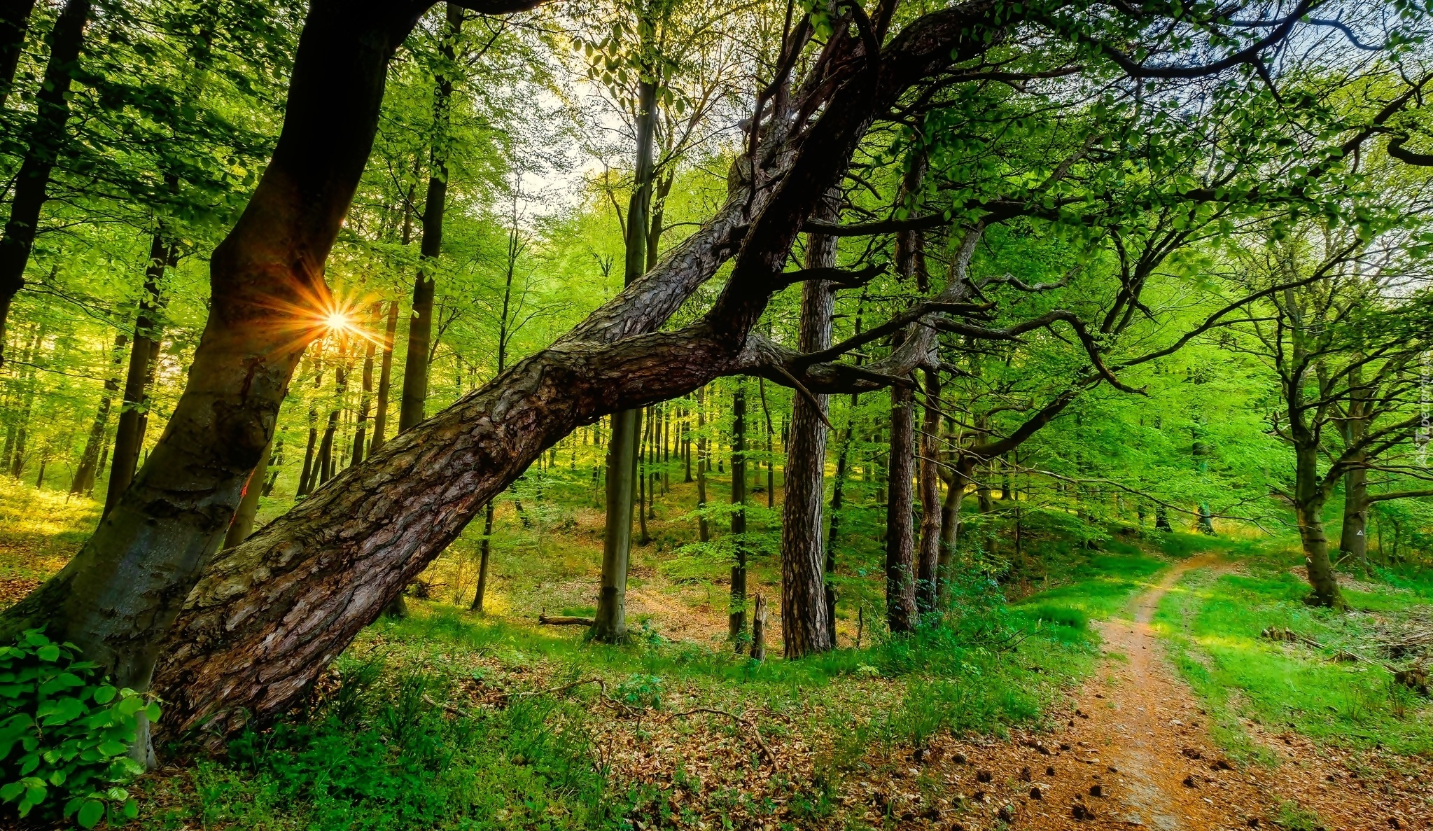 Zielony, Las, Ścieżka, , Drzewa, Promienie, Słońca