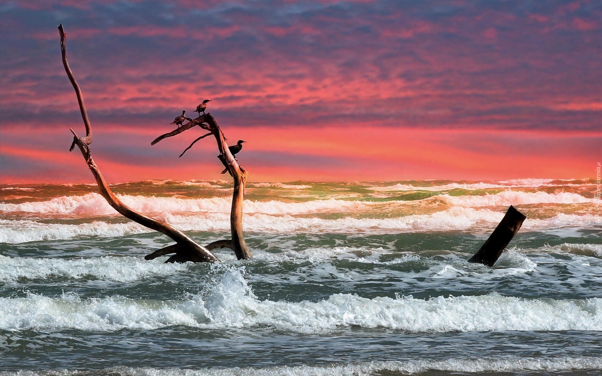 Ocean, Fale, Gałąź, Ptaki, Wschód, Słońca