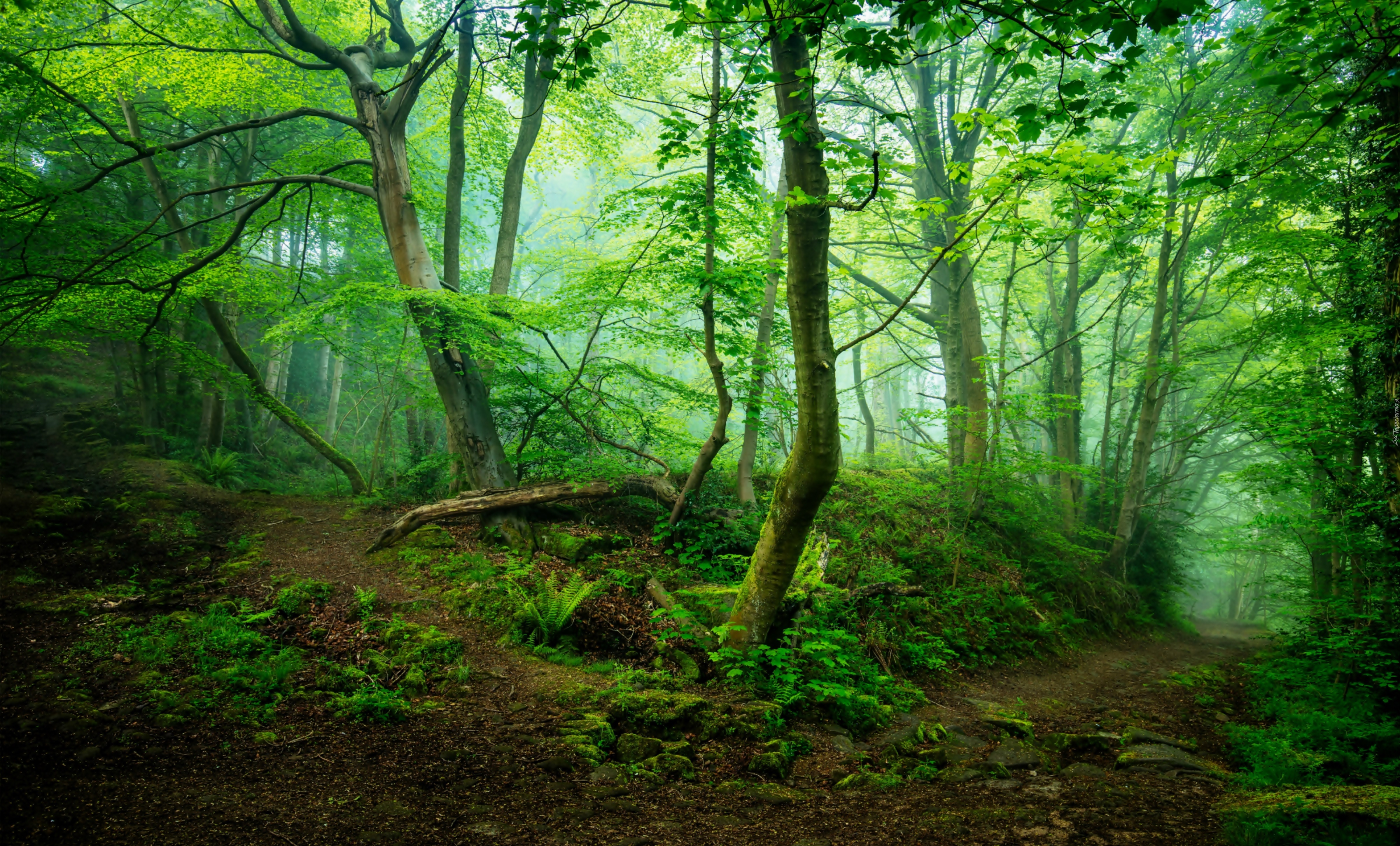 Zielony, Las, Drzewa, Ścieżka,  Mgła, Poranek, Wielka, Brytania