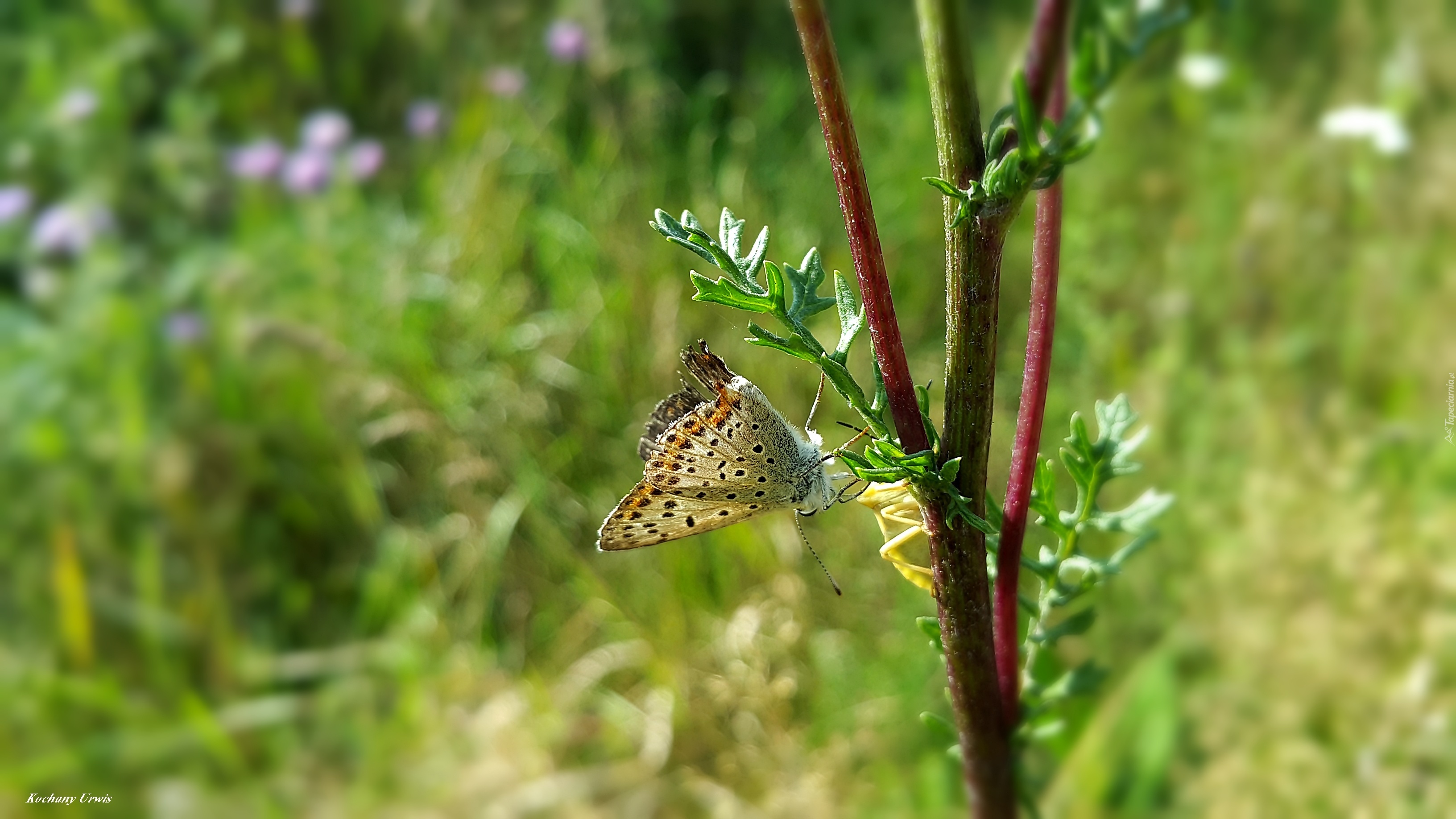 Motyl, Gałązka