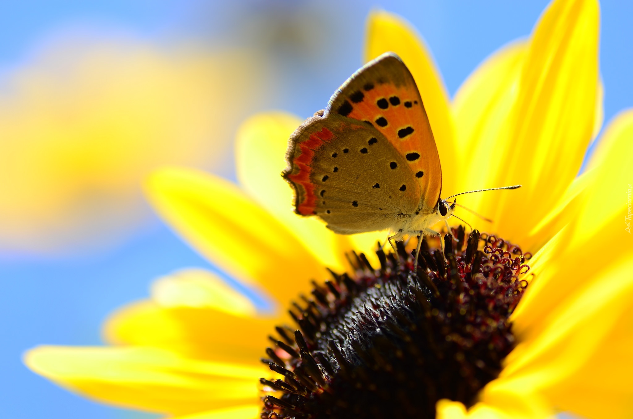 Motyl, Słonecznik