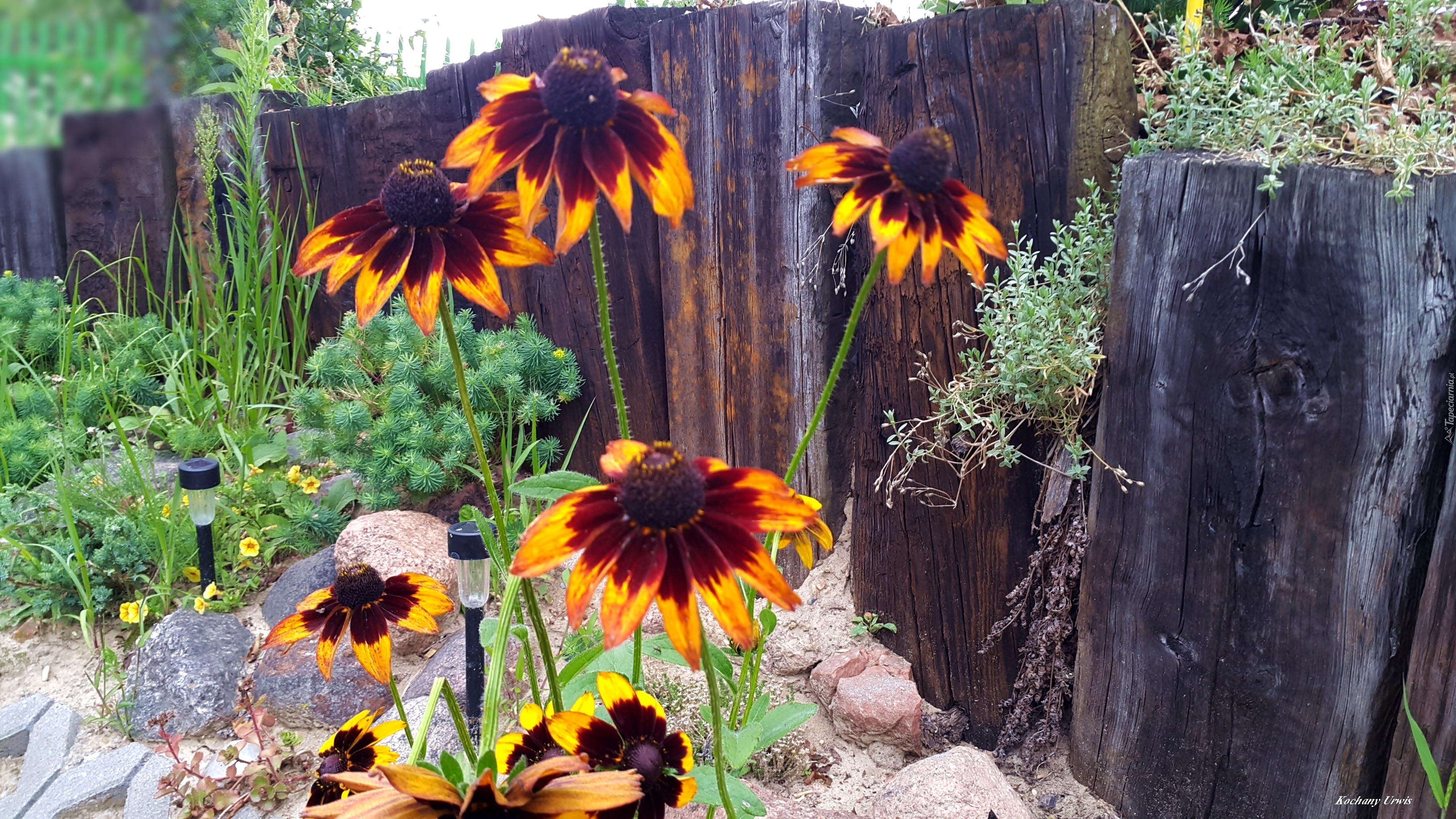 Rudbekia, Kamienie, Płot, Rośliny