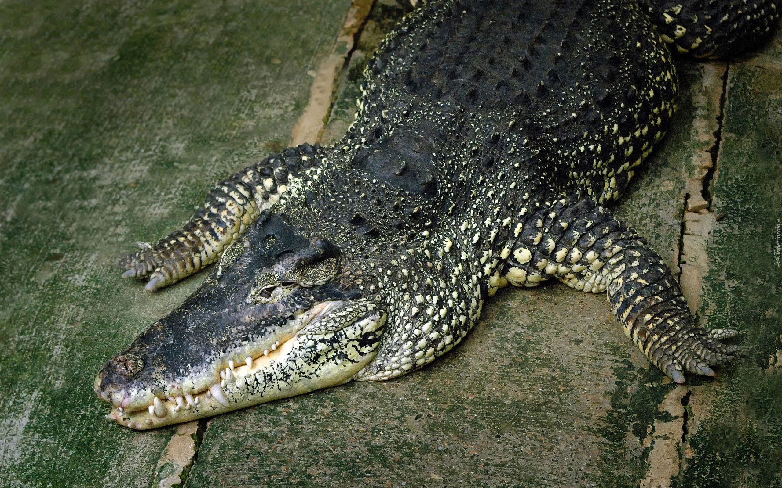 Krokodyl