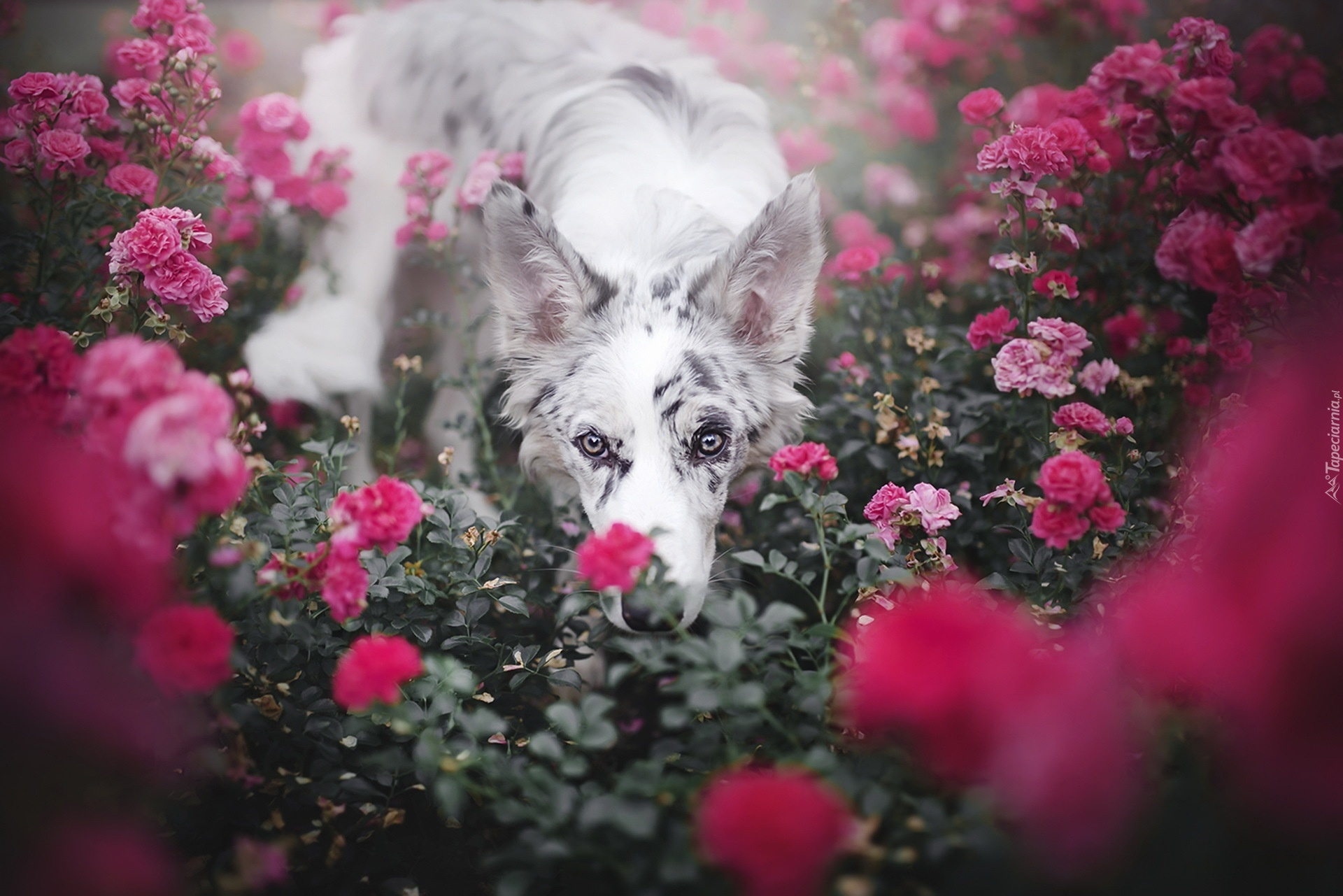 Pies, Kwiaty
