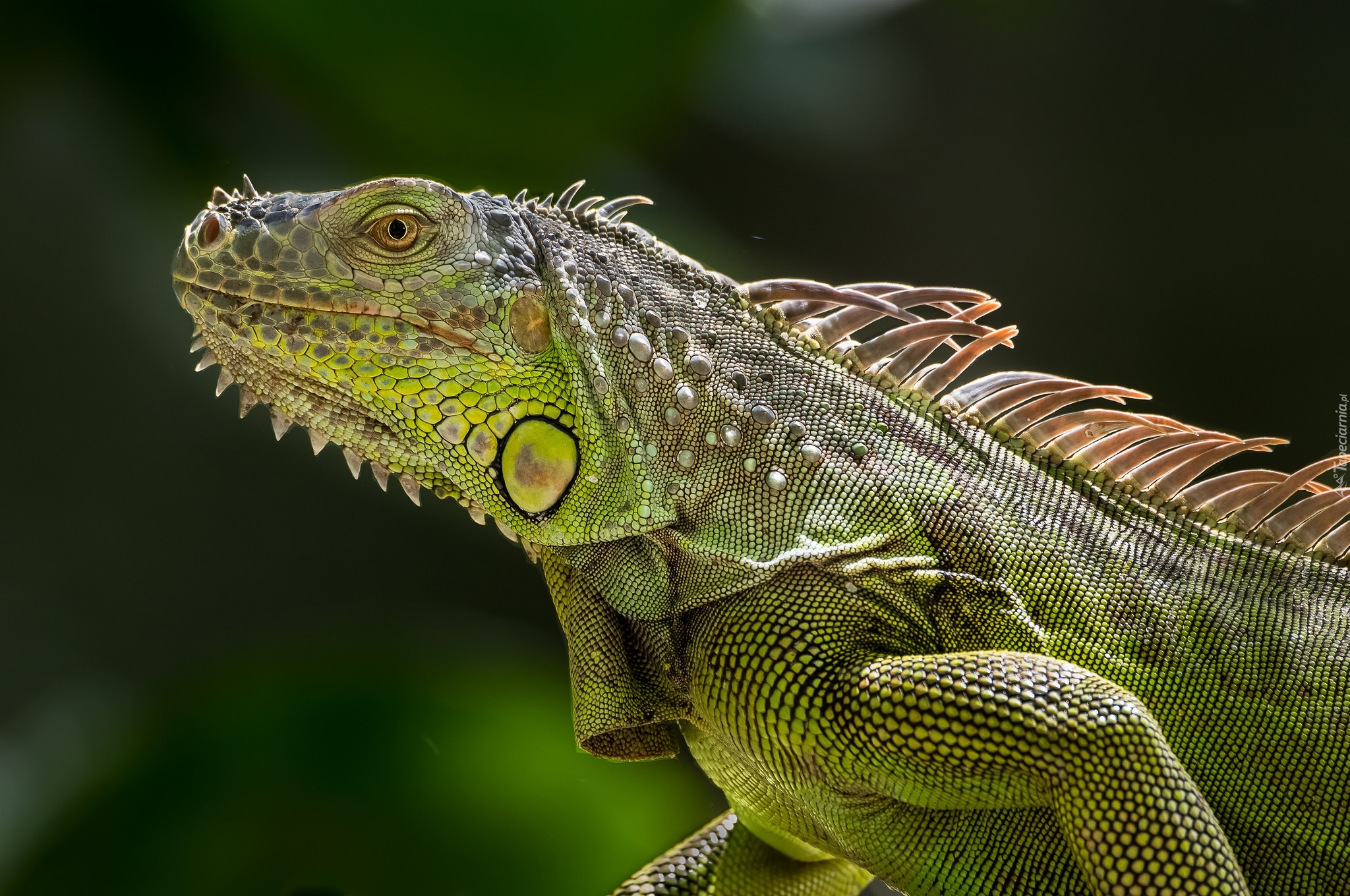 Zielona, Iguana