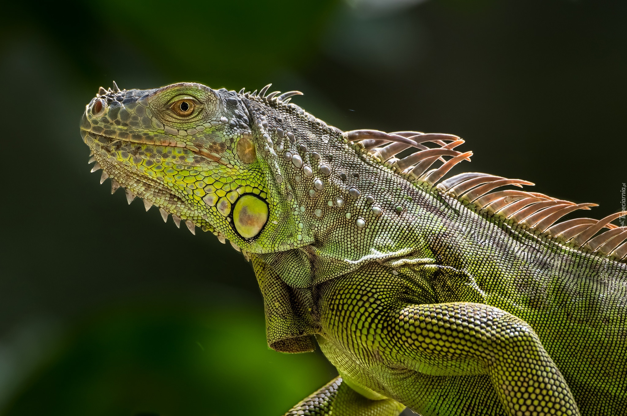Zielona, Iguana
