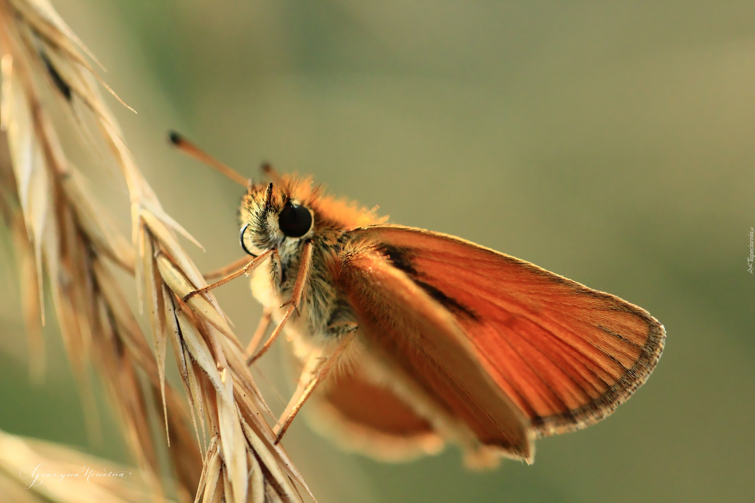 Karłątek Leśny, Motyl, Owad