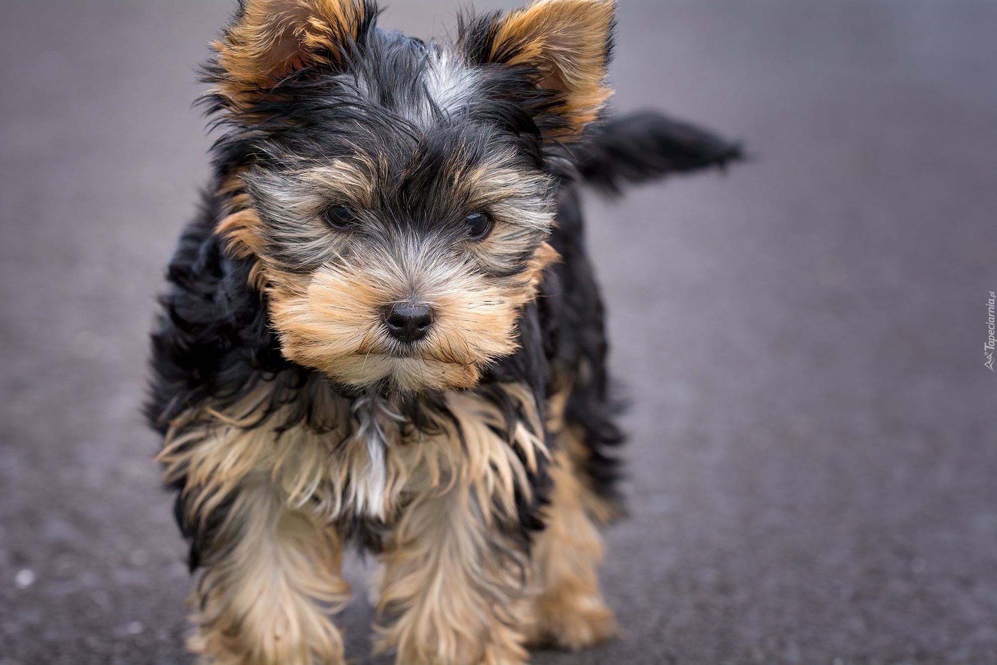 Pies, Yorkshire Terrier