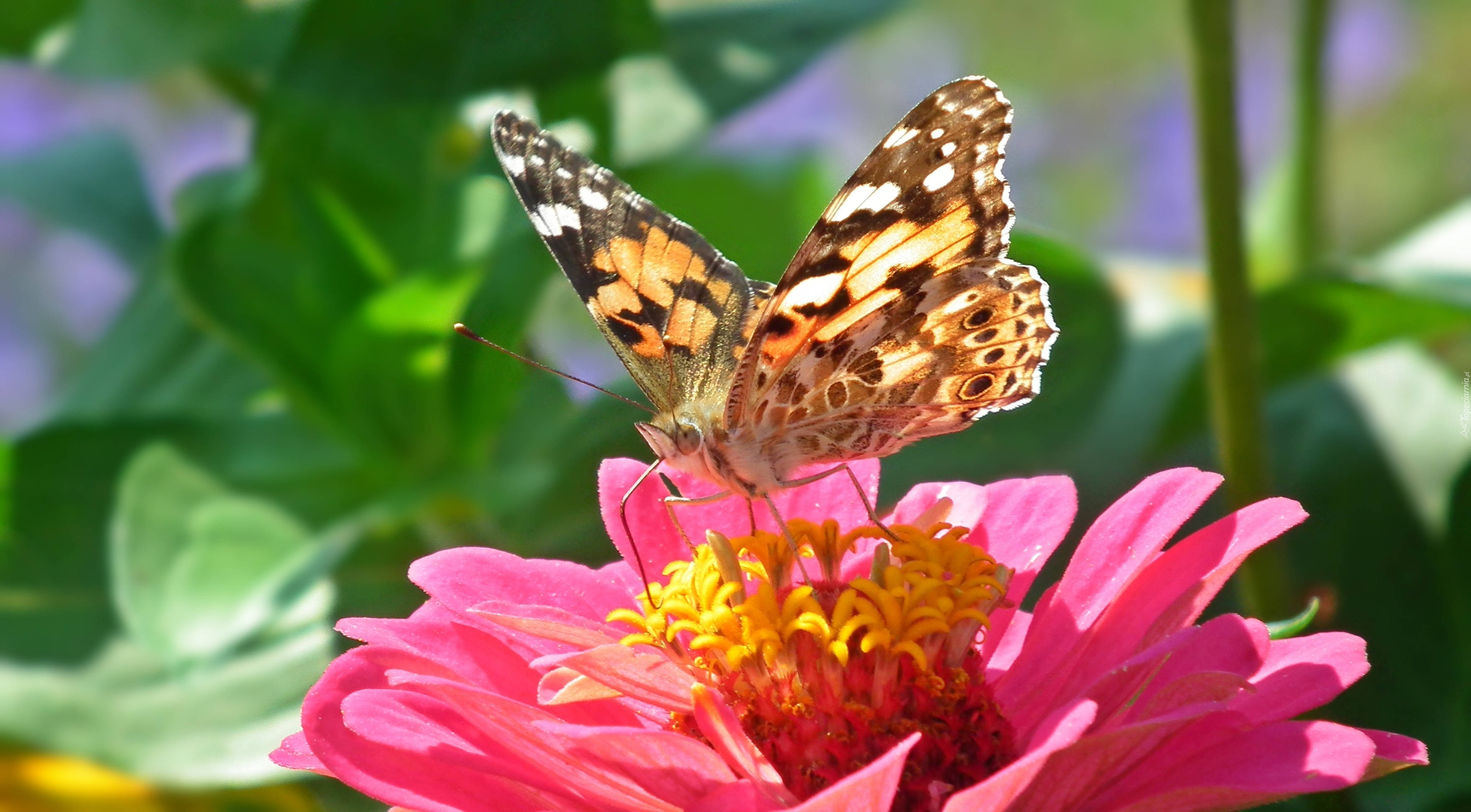 Motyl, Rusałka, Osetnik, Cynia