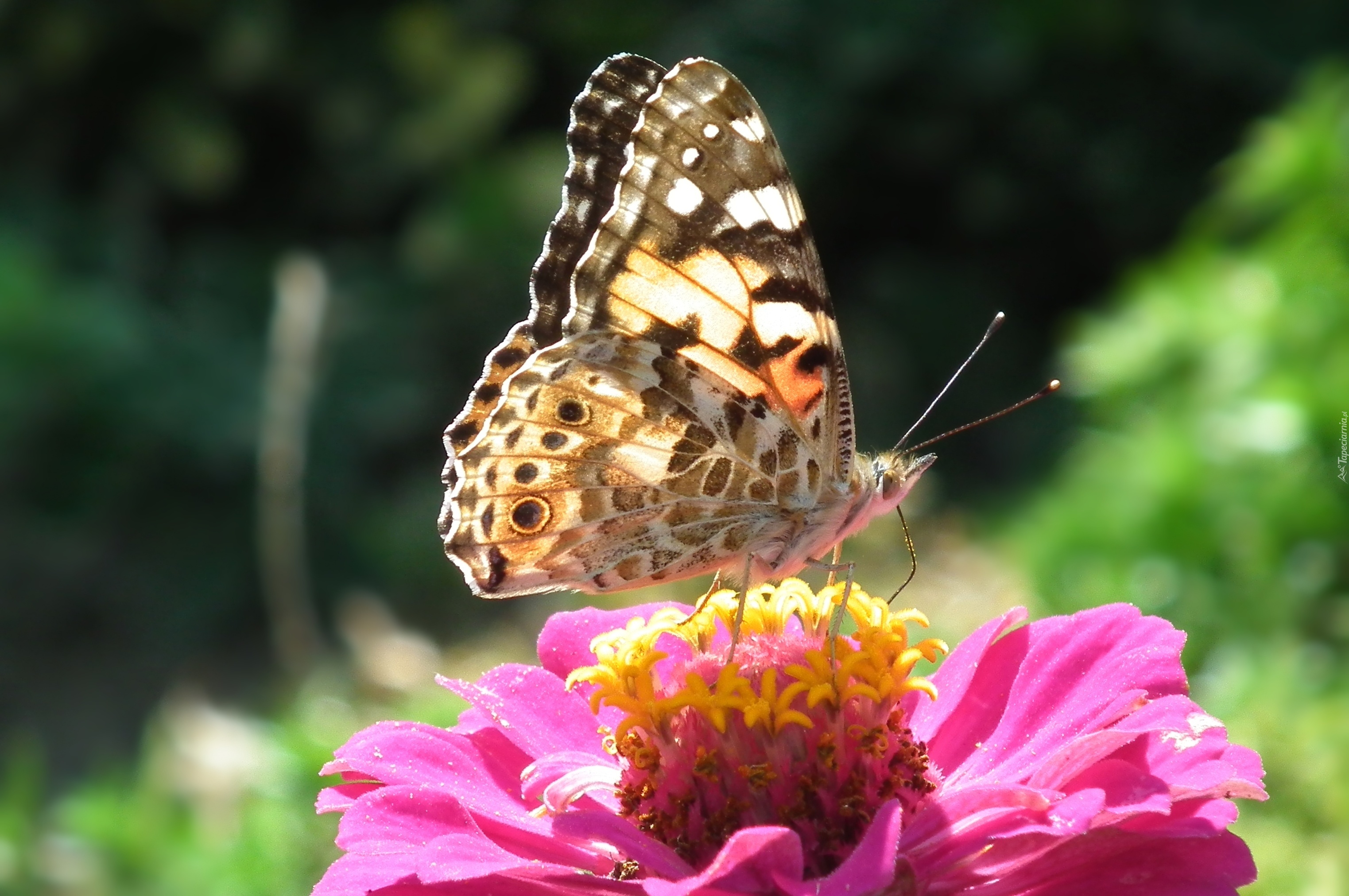 Motyl, Rusałka, Osetnik, Cynia