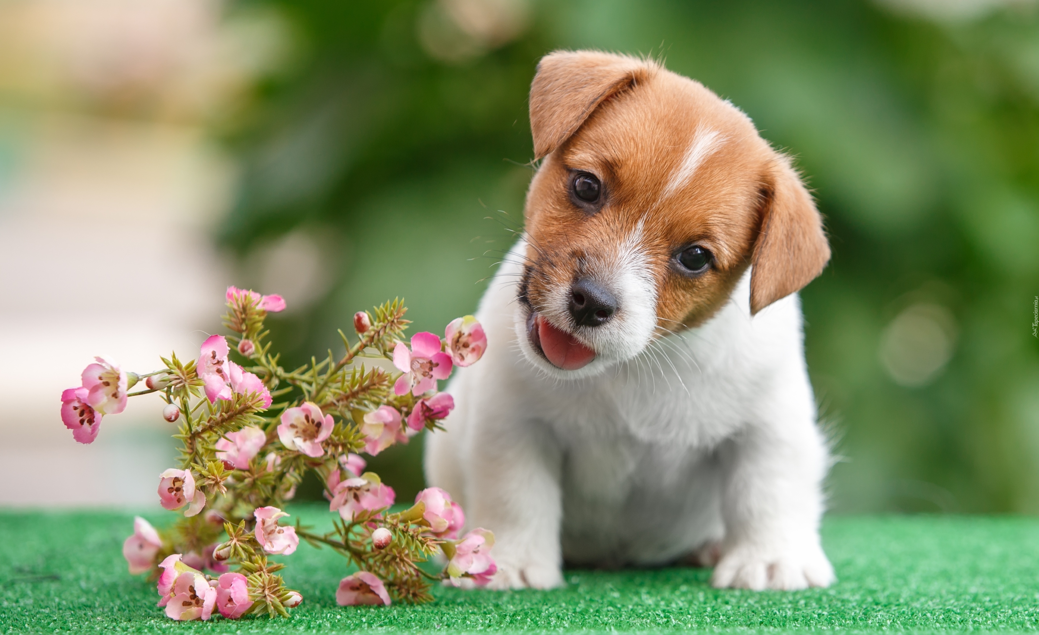 Jack Russell Terrier, Słodki, Szczeniaczek, Kwiaty