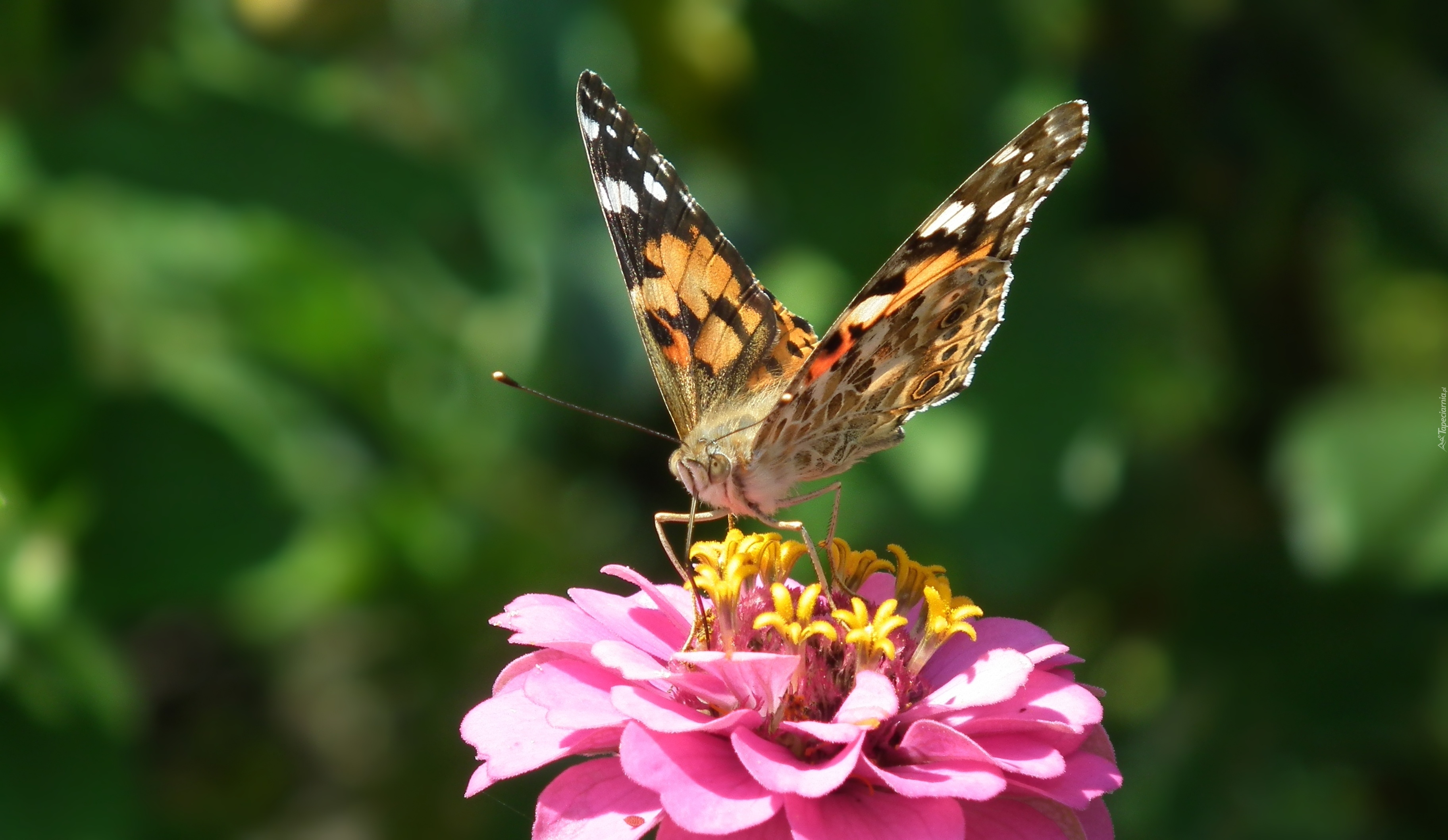 Motyl, Rusałka, Osetnik, Kwiat, Cynia