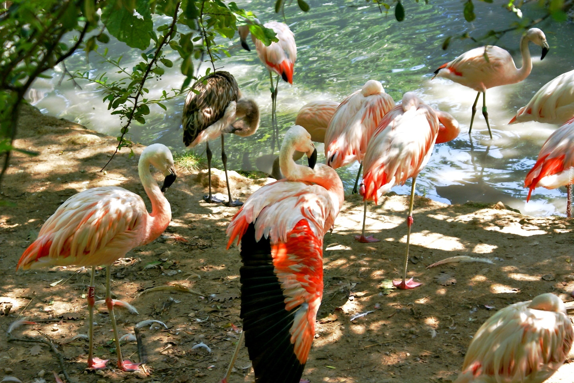 Flamingi, Drzewo, Przebijające światło, Woda