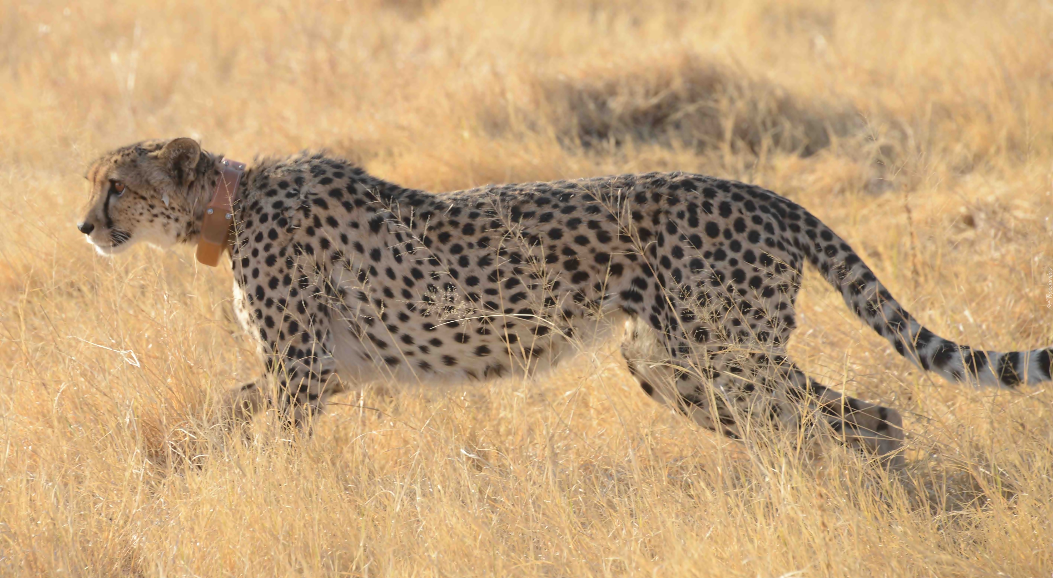 Gepard, Trawa