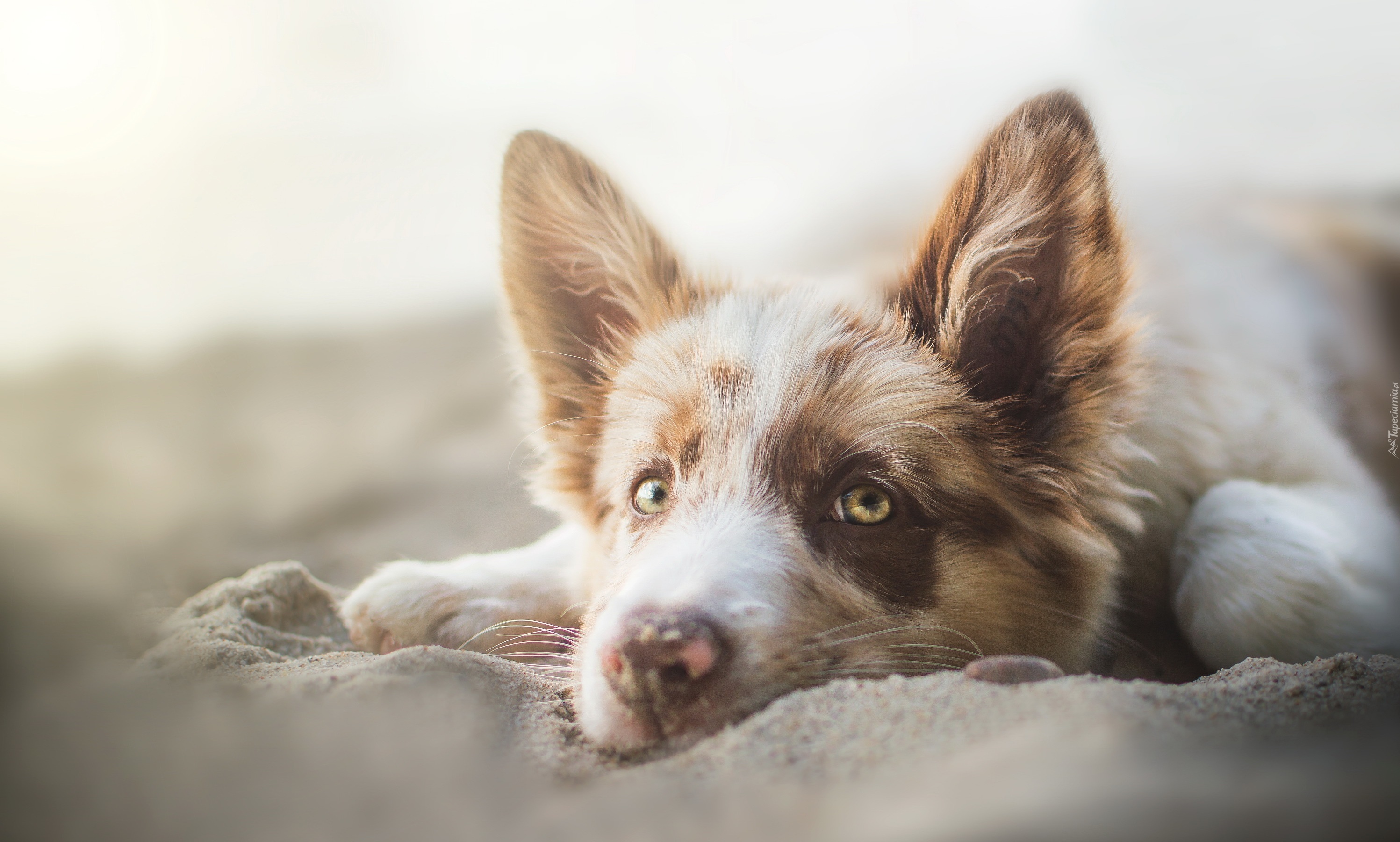 Pies, Border Collie