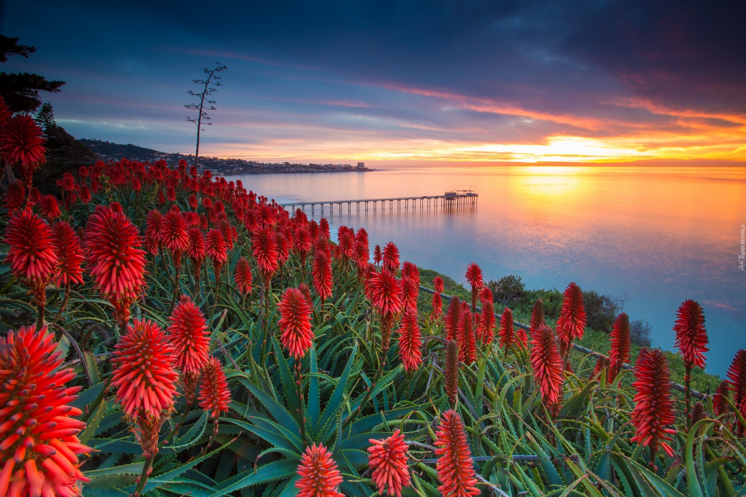 Wybrzeże, USA, Kwiaty, Aloes, Zachód słońca  Morze