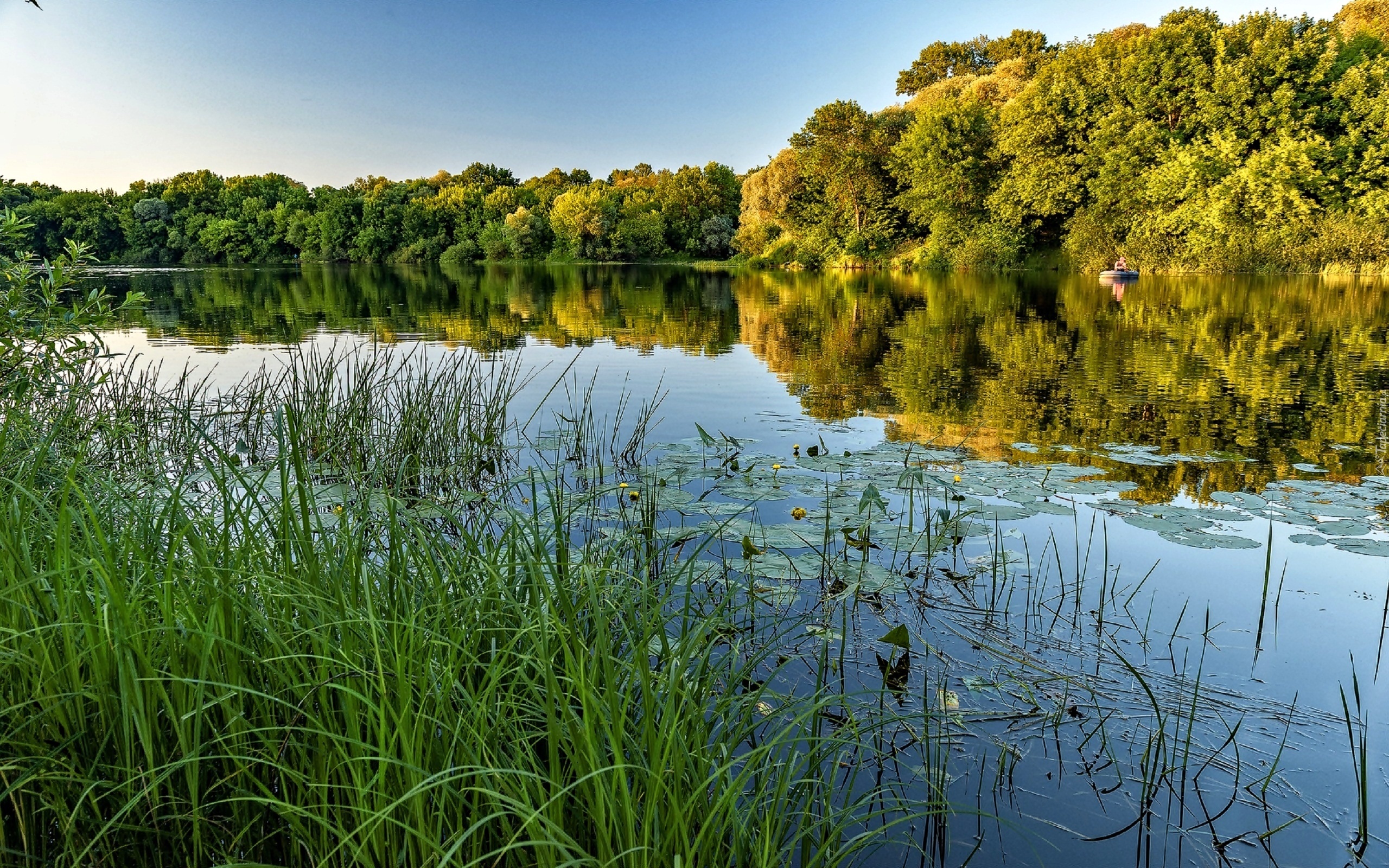 Rzeka, Drzewa, Trawy