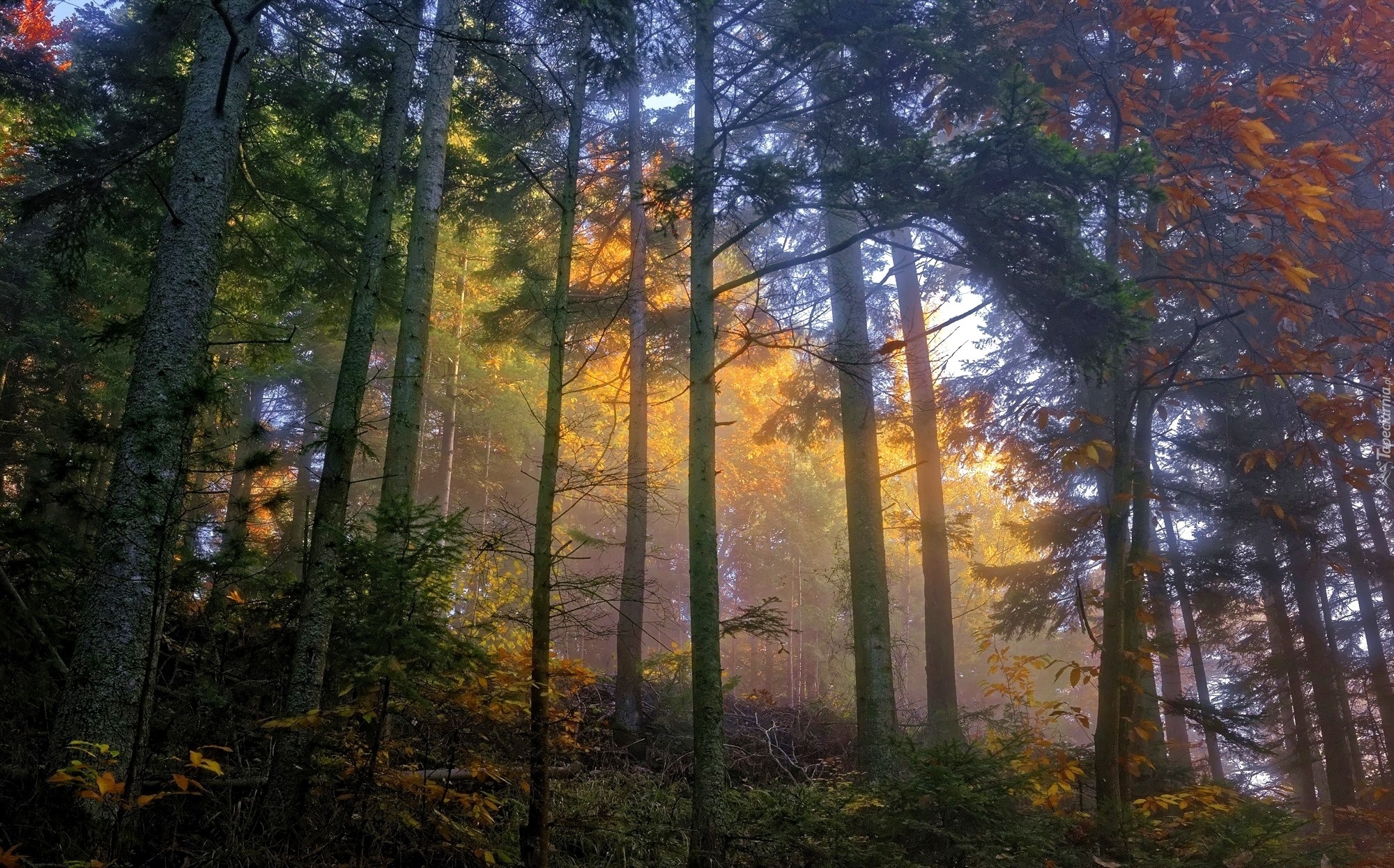 Las, Przebijające, Światło