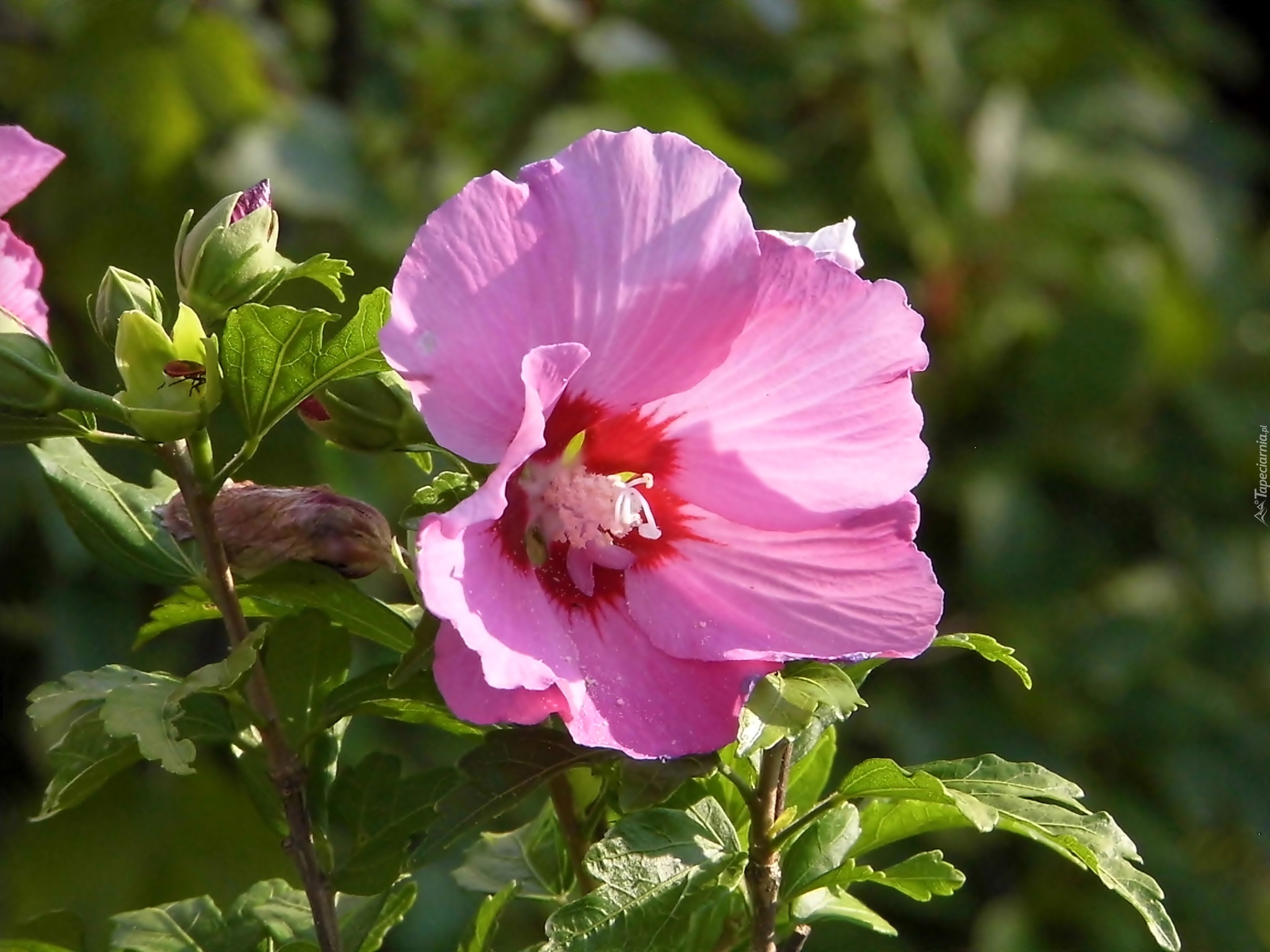 Liliowy, Hibiskus, Liście