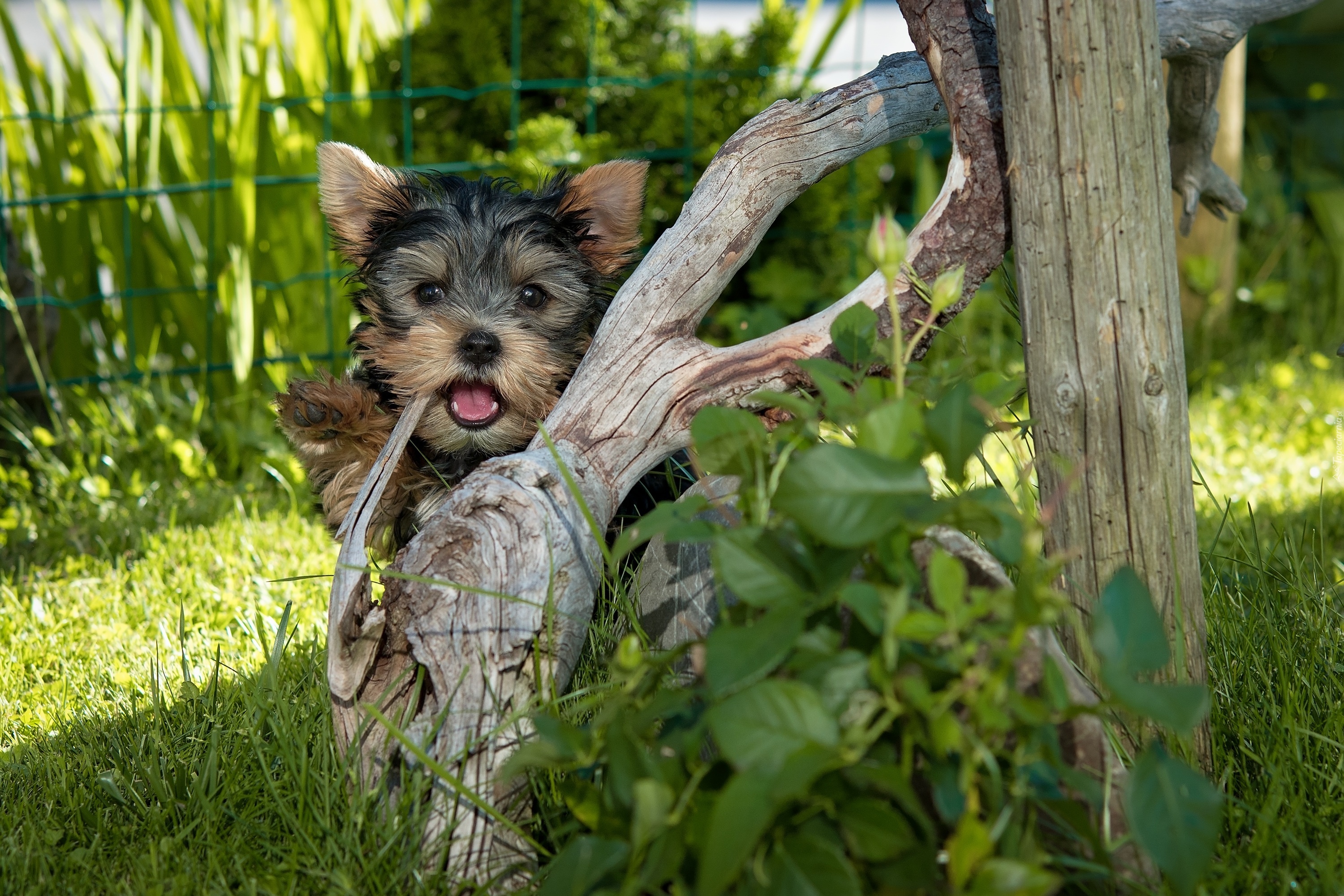 Pies, Yorkshire, Terrier, Trawa